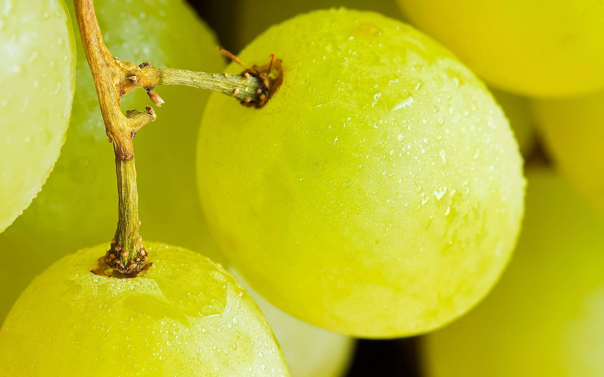 Fruit 桌布 壁紙 — 多汁的綠色葡萄在藤蔓上閃爍著露珠，呈現出充滿活力的特寫鏡頭。