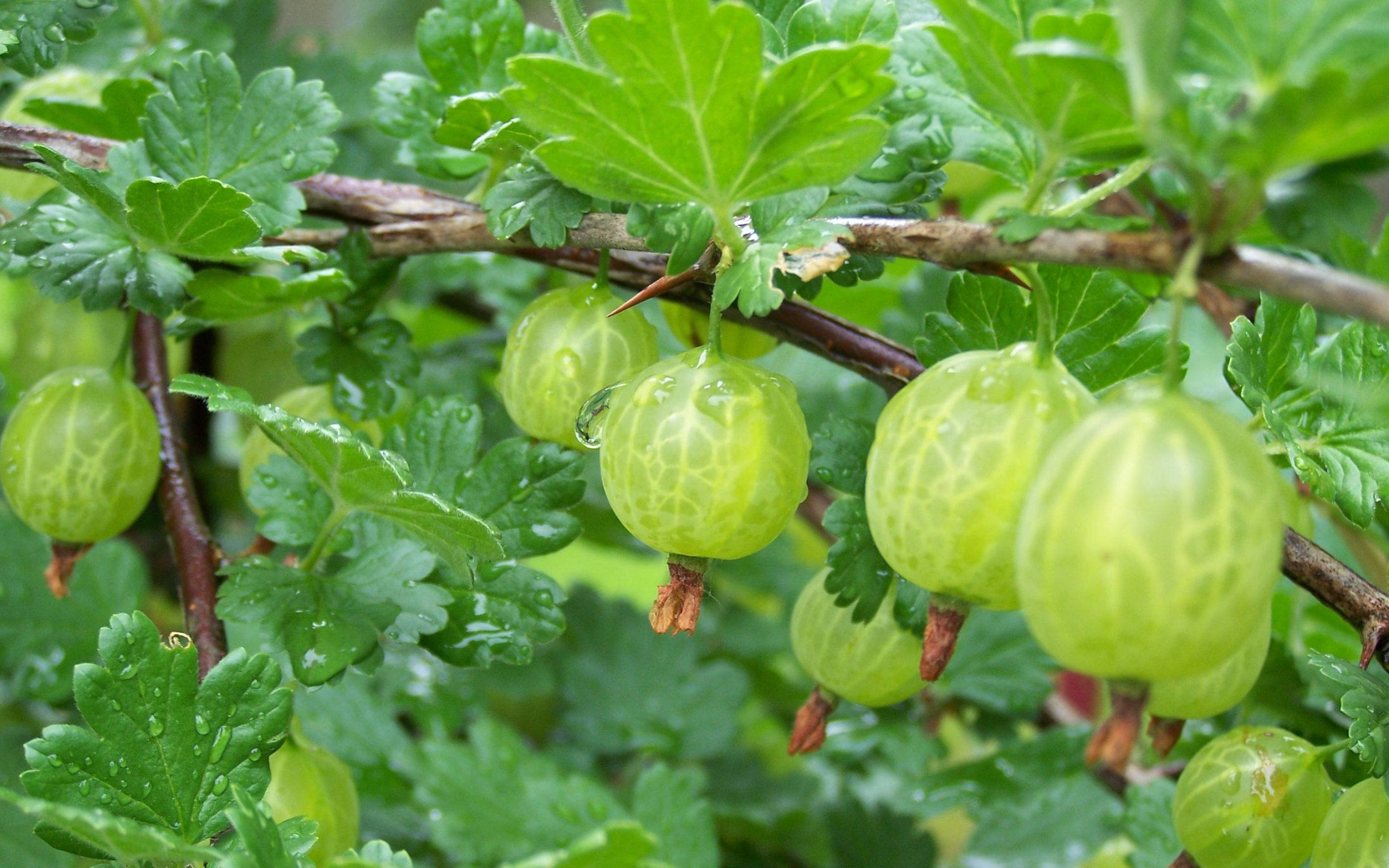 Fruits 桌布 壁紙 — 多汁的綠色醋栗閃爍著露珠，懸掛在多刺樹枝上充滿活力的葉子上。