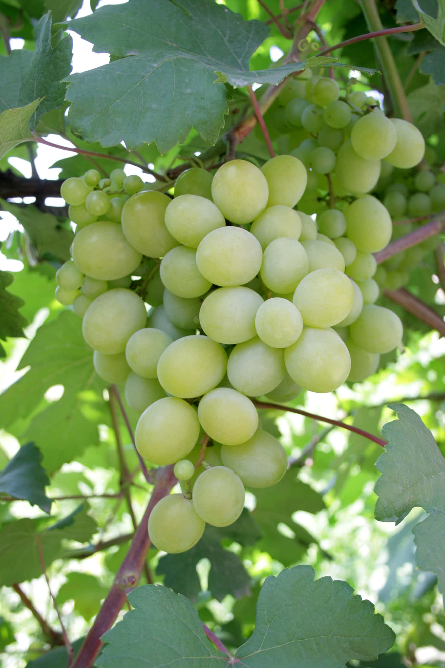 Grape 桌布 壁紙 — 多汁的青葡萄串在藤蔓上，被茂密的葉子包圍，在明亮的陽光下。