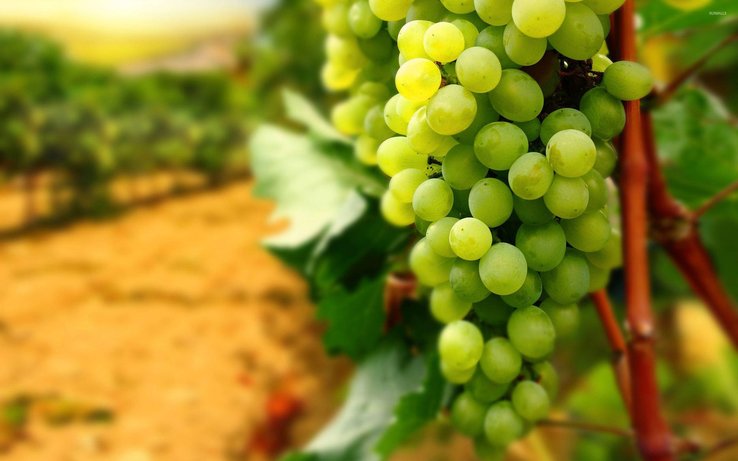 Grape 桌布 壁紙 — 多汁的青葡萄在陽光下成串掛在藤蔓上，背景是模糊的葡萄園行。