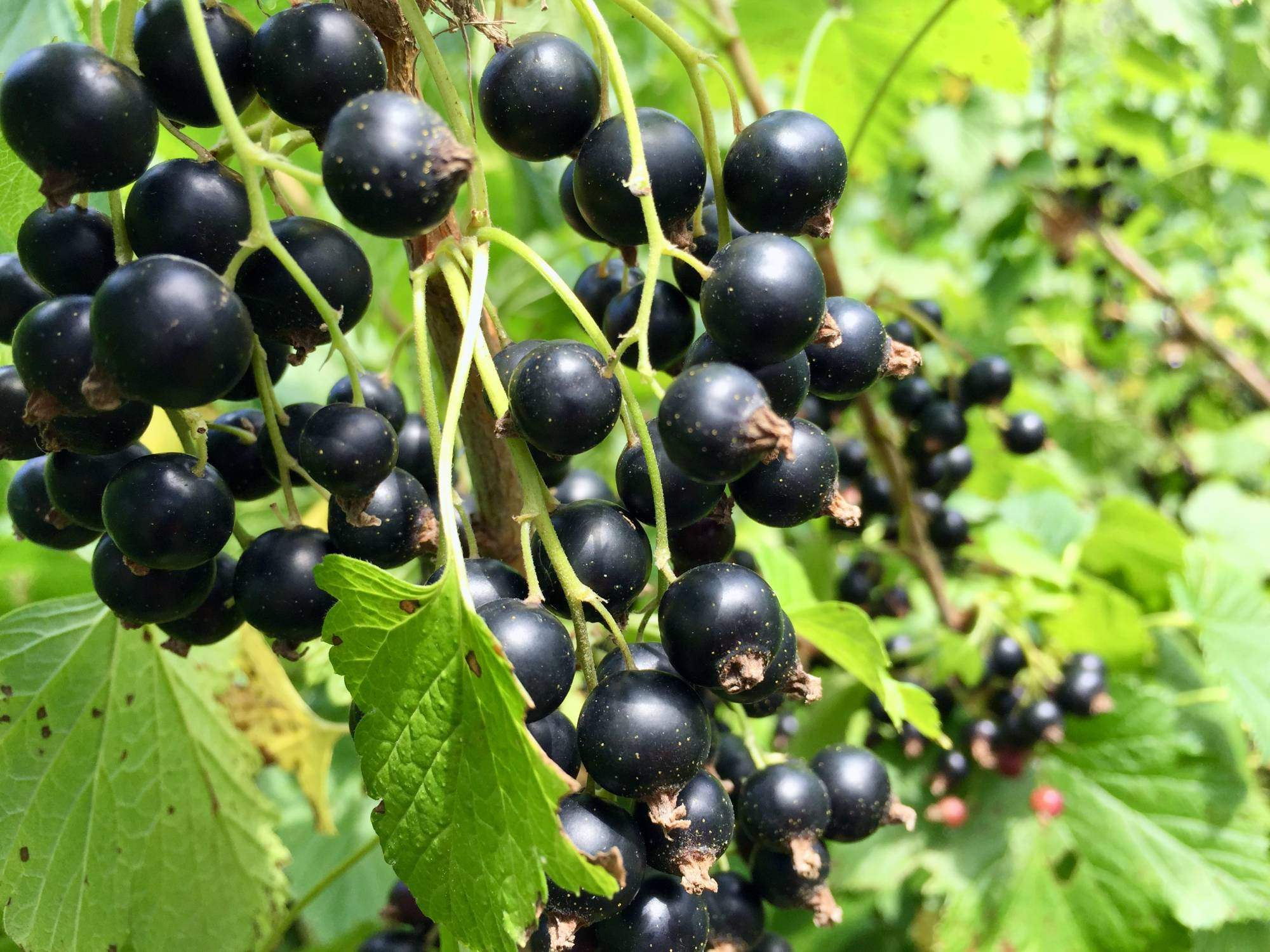 Fruit 桌布 壁紙 — 多汁的黑加侖子在陽光明媚的花園中成串掛在藤蔓上，周圍環繞著鮮綠色的葉子。