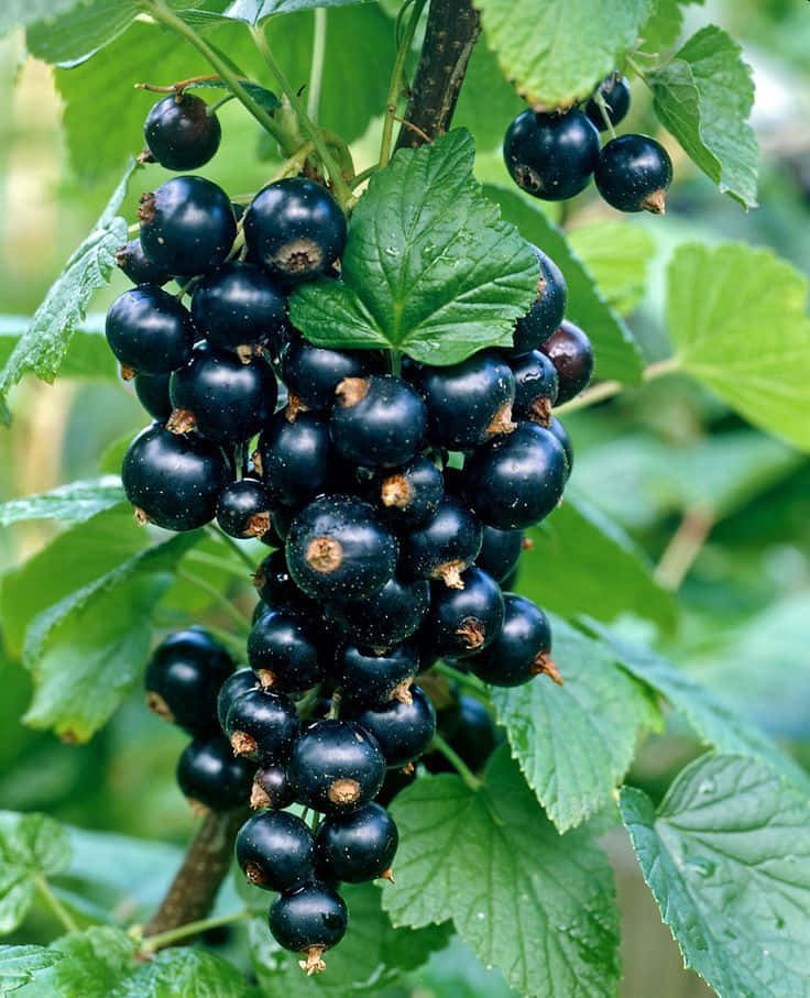 Black Currant 桌布 壁紙 — 多汁的黑加侖子在陽光普照的花園叢中，在鮮綠的葉子上閃爍著露珠。