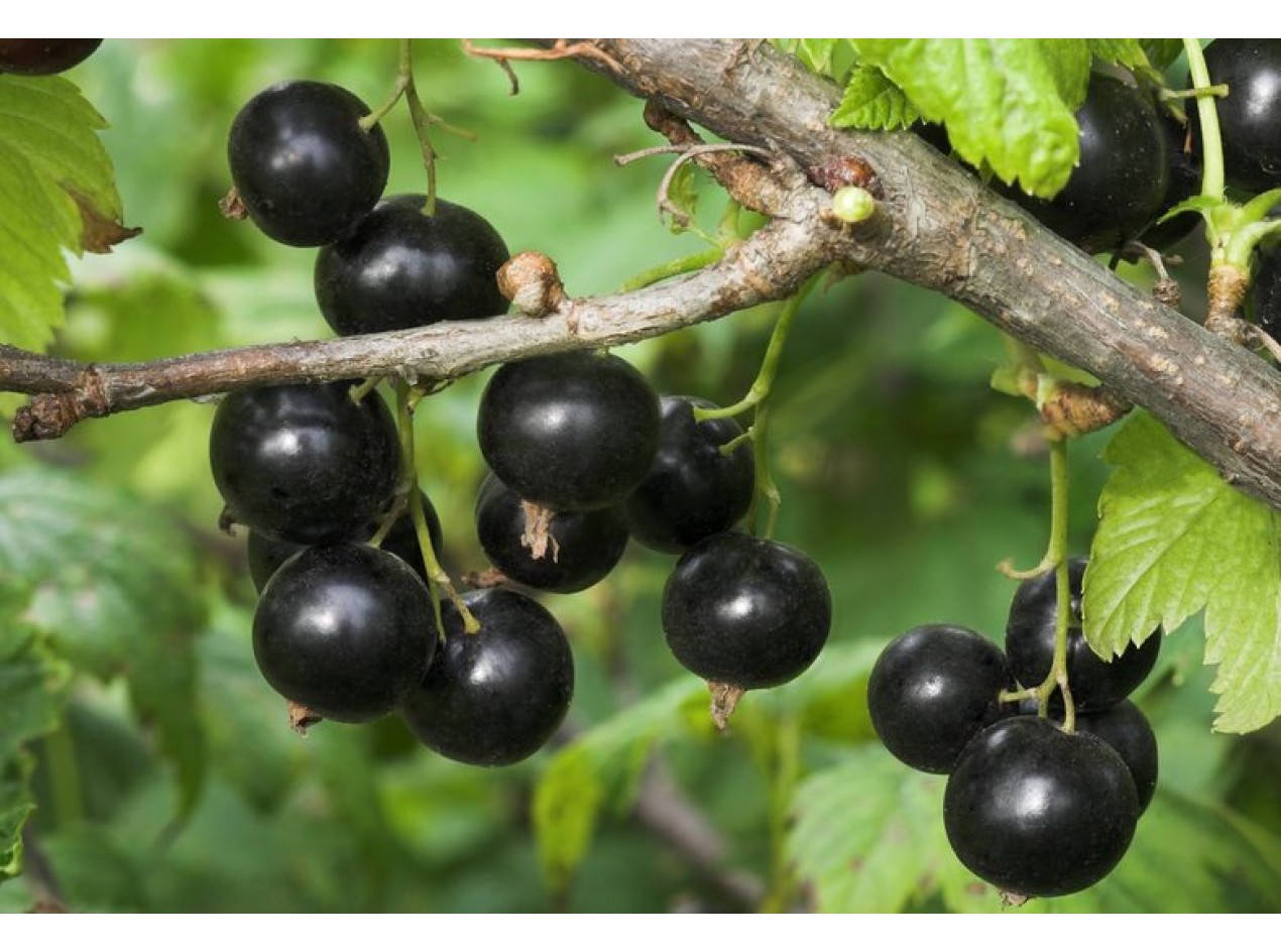 Berry 桌布 壁紙 — 多汁的黑加侖子成串掛在木質樹枝上，周圍是充滿活力的綠葉。