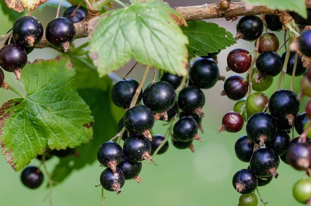 Black Currant 桌布 壁紙 — 多汁的黑加侖子簇擁在樹枝上，襯托著鮮綠的葉子，背景柔和模糊。