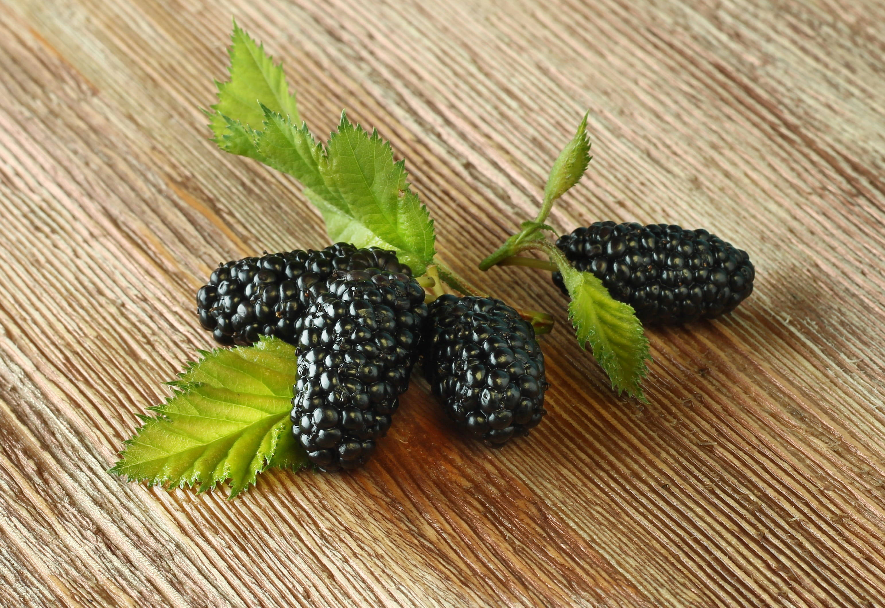 Fruits 桌布 壁紙 — 多汁的黑莓和新鮮的綠葉放在有紋理的木質表面上。