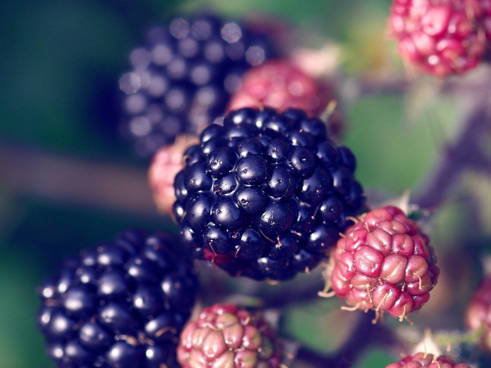 Berry 桌布 壁紙 — 多汁的黑莓和未成熟的粉紅色黑莓在柔焦中閃閃發光，背景是模糊的綠色。