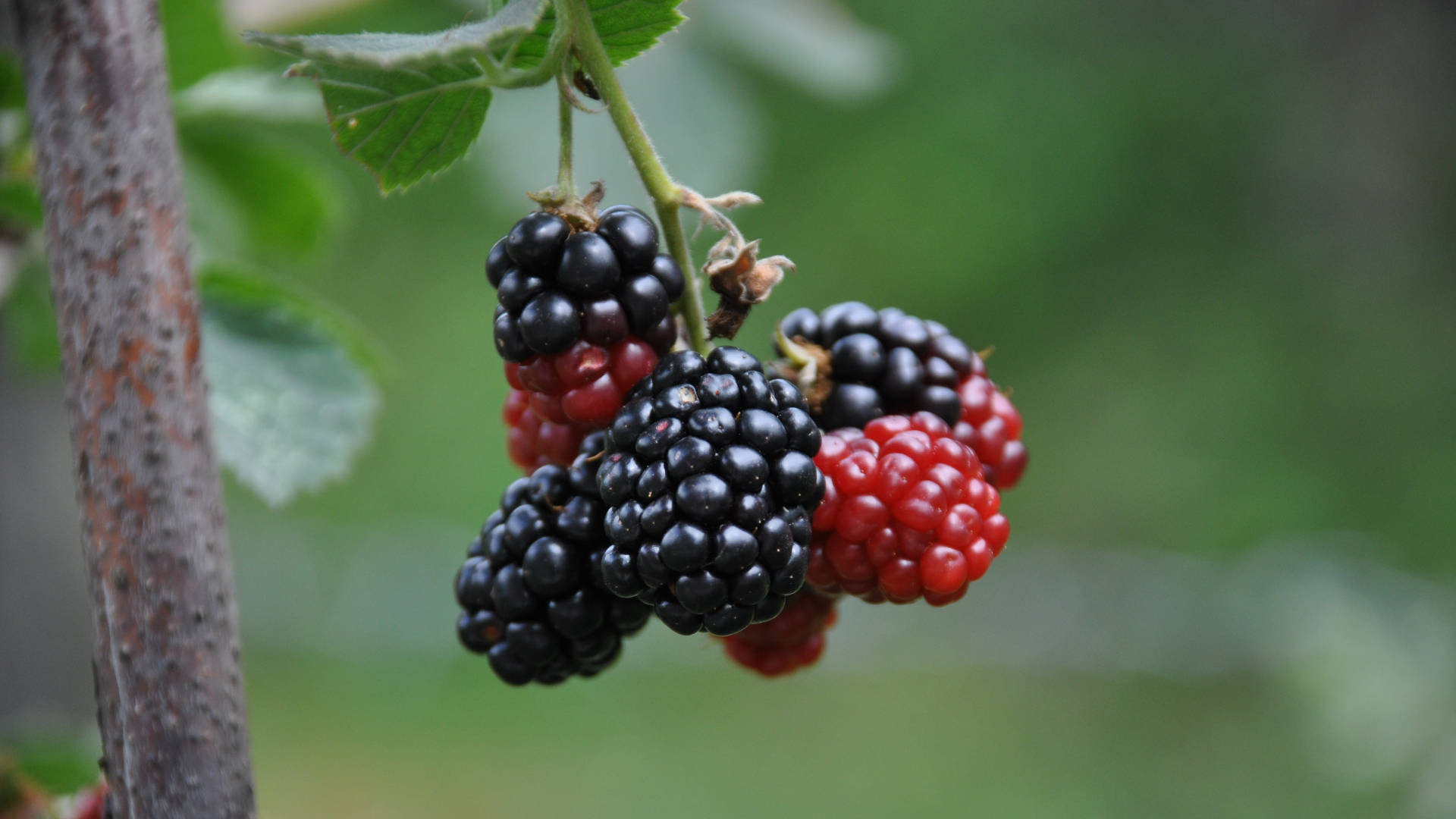 Fruits 桌布 壁紙 — 多汁的黑莓在不同成熟階段掛在帶刺的灌木叢上，背景是柔和的綠色。
