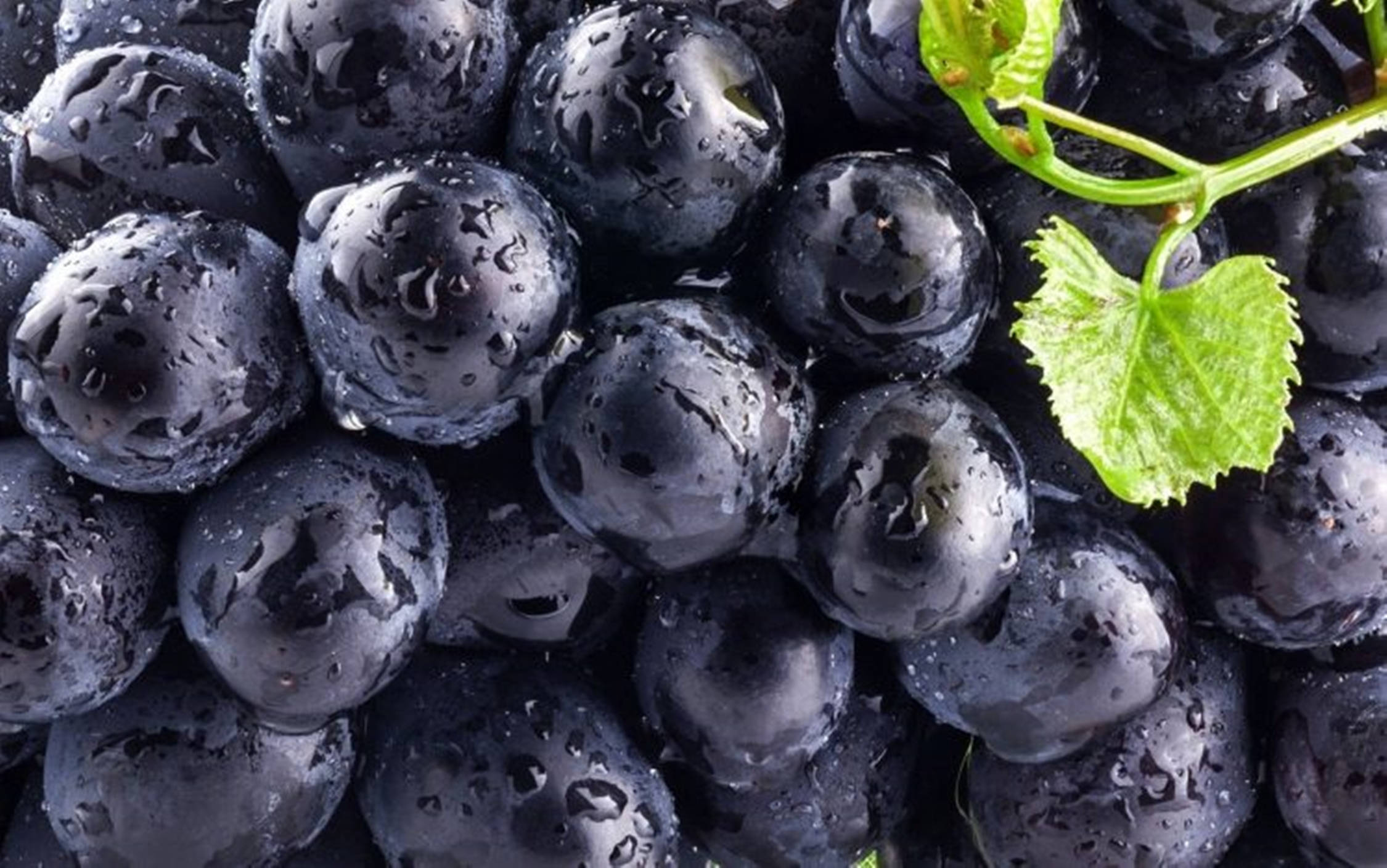 Fruits 桌布 壁紙 — 多汁的黑葡萄在鮮綠的葉子旁邊閃爍著露珠的特寫鏡頭。