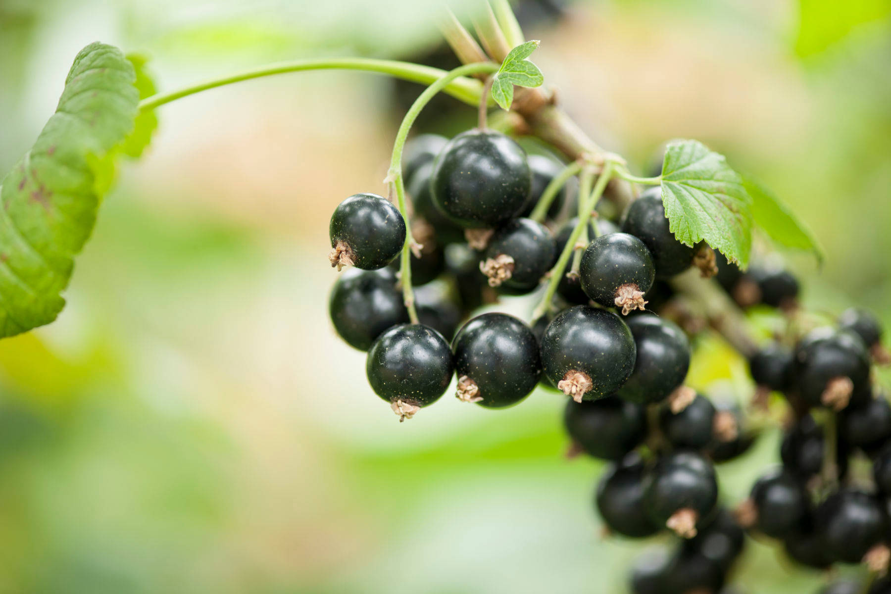 Berry 桌布 壁紙 — 多汁的黑醋栗在藤蔓上閃閃發光，襯著新鮮的綠葉和柔和模糊的花園背景。