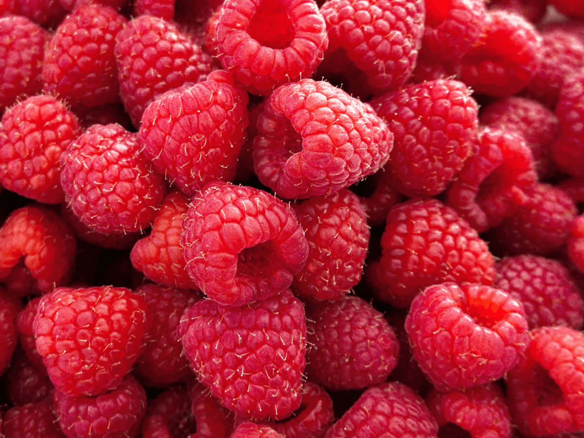 Raspberry 桌布 壁紙 — 多汁紅覆盆子的特寫，表面有紋理和細毛。