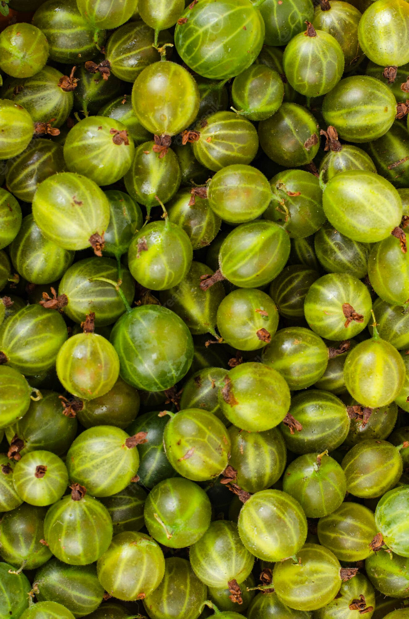 Fruits 桌布 壁紙 — 多汁綠色鵝莓的特寫，帶有半透明表皮和細小的棕色莖。