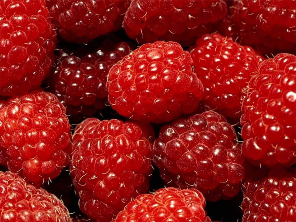 Red Fruit 桌布 壁紙 — 多汁飽滿的覆盆子在深色背景下閃耀著露珠般的光澤。