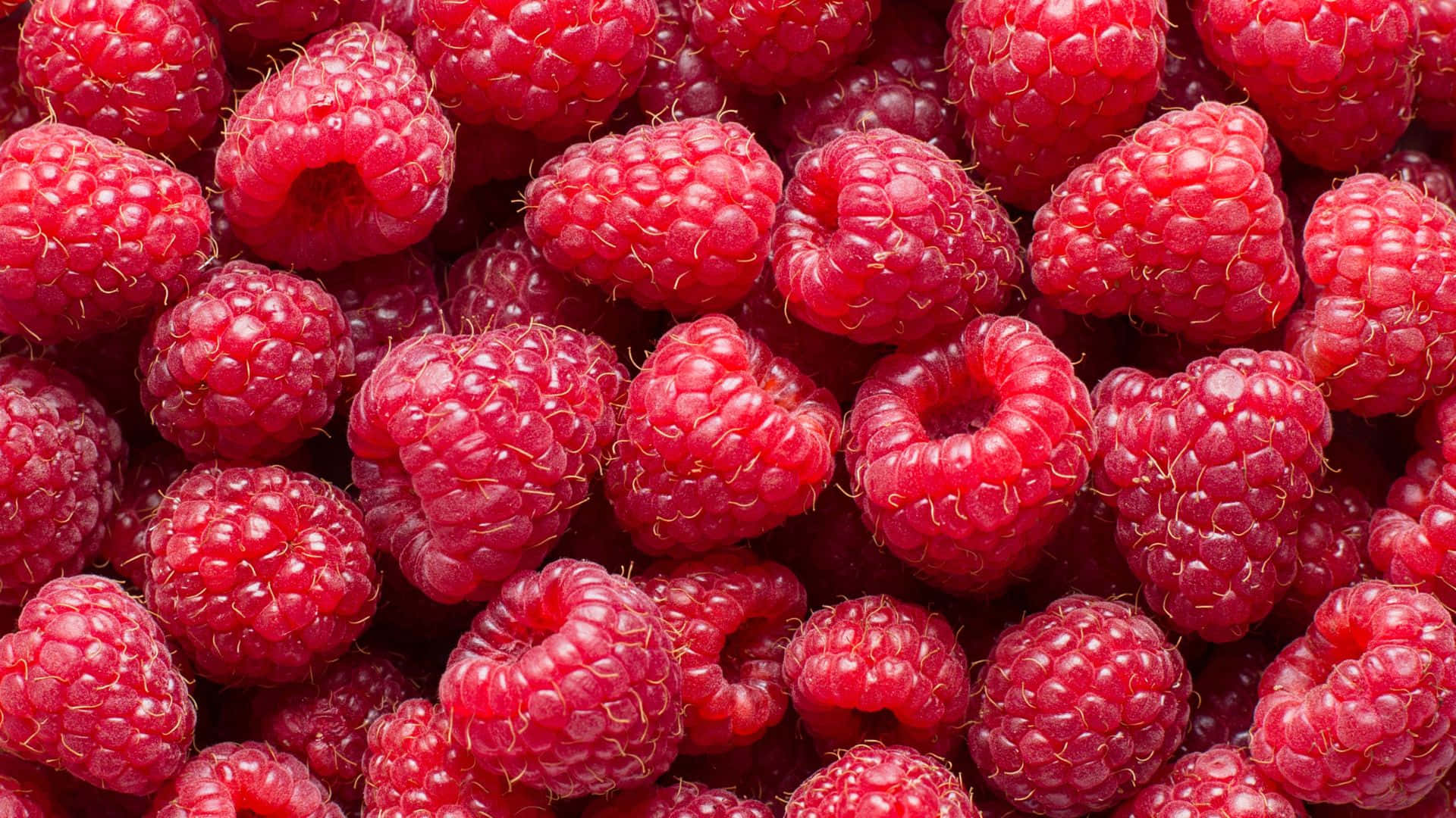 1920 X 1080 桌布 壁紙 — 多汁飽滿的覆盆子近距離特寫，表面帶有紋理和細小絨毛，在明亮光線下閃閃發光。