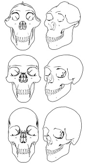 多種骷髏角度插圖 壁紙