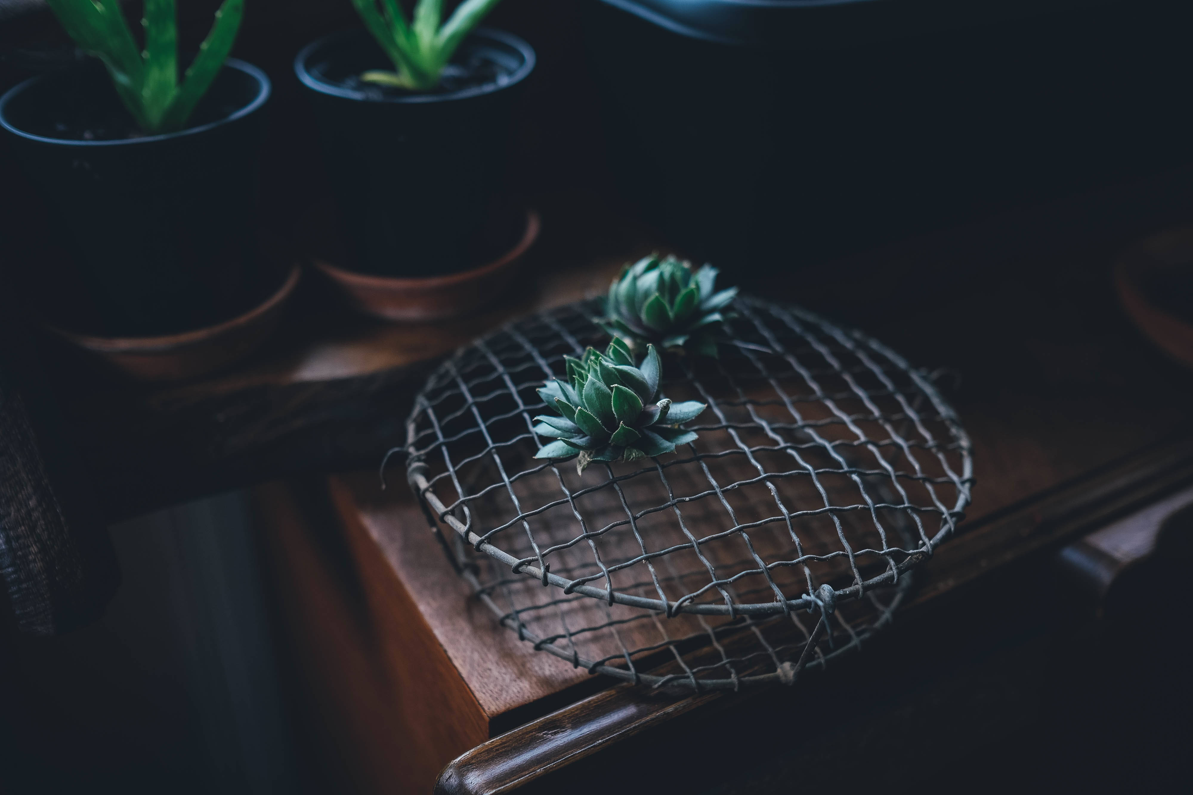Cactus 桌布 壁紙 — 多肉植物放在木質表面上的金屬網托盤上，背景有模糊的盆栽植物。