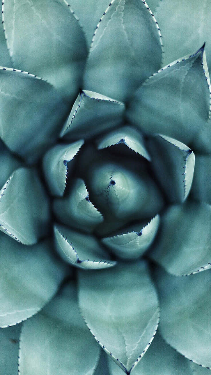 iPhone 7 plus 桌布 壁紙 — 多肉植物蓮座叢的特寫，帶有藍綠色葉片和鋸齒狀邊緣，從中心點向外輻射。