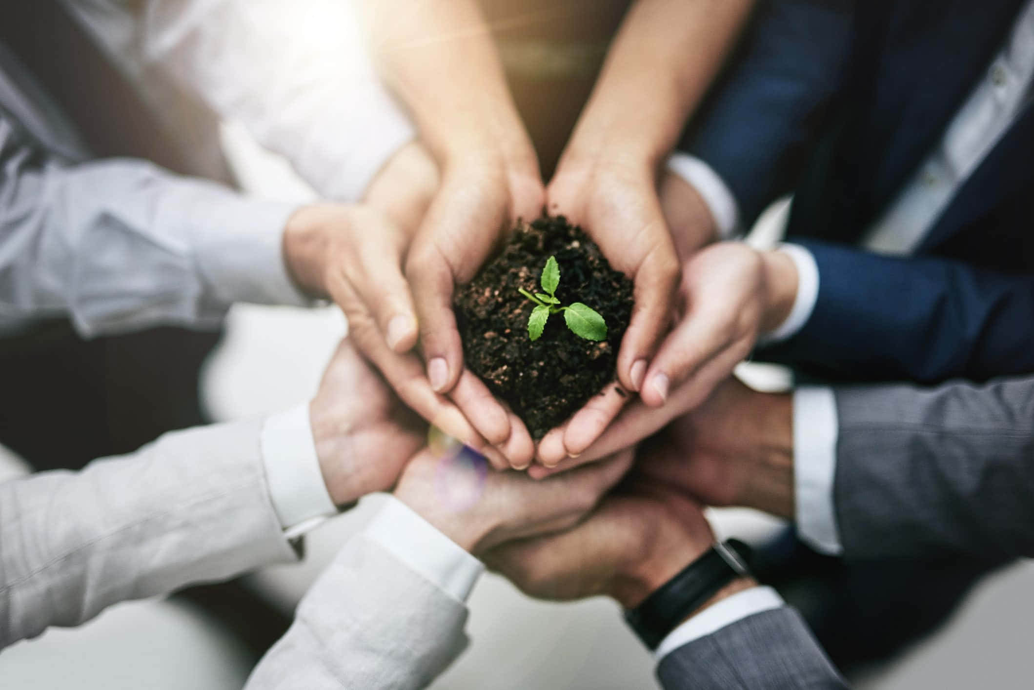 Green Economy 桌布 壁紙 — 多隻商業手輕輕捧著土壤中的小綠苗，象徵協作成長與可持續性。