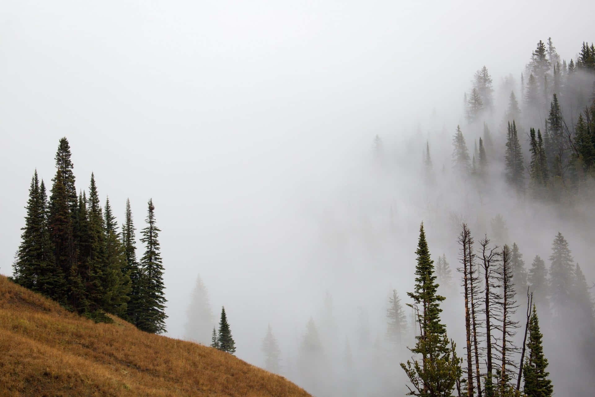 Fog 桌布 壁紙 — 多雲天空下，濃霧中部分隱藏的常綠樹木的山坡。