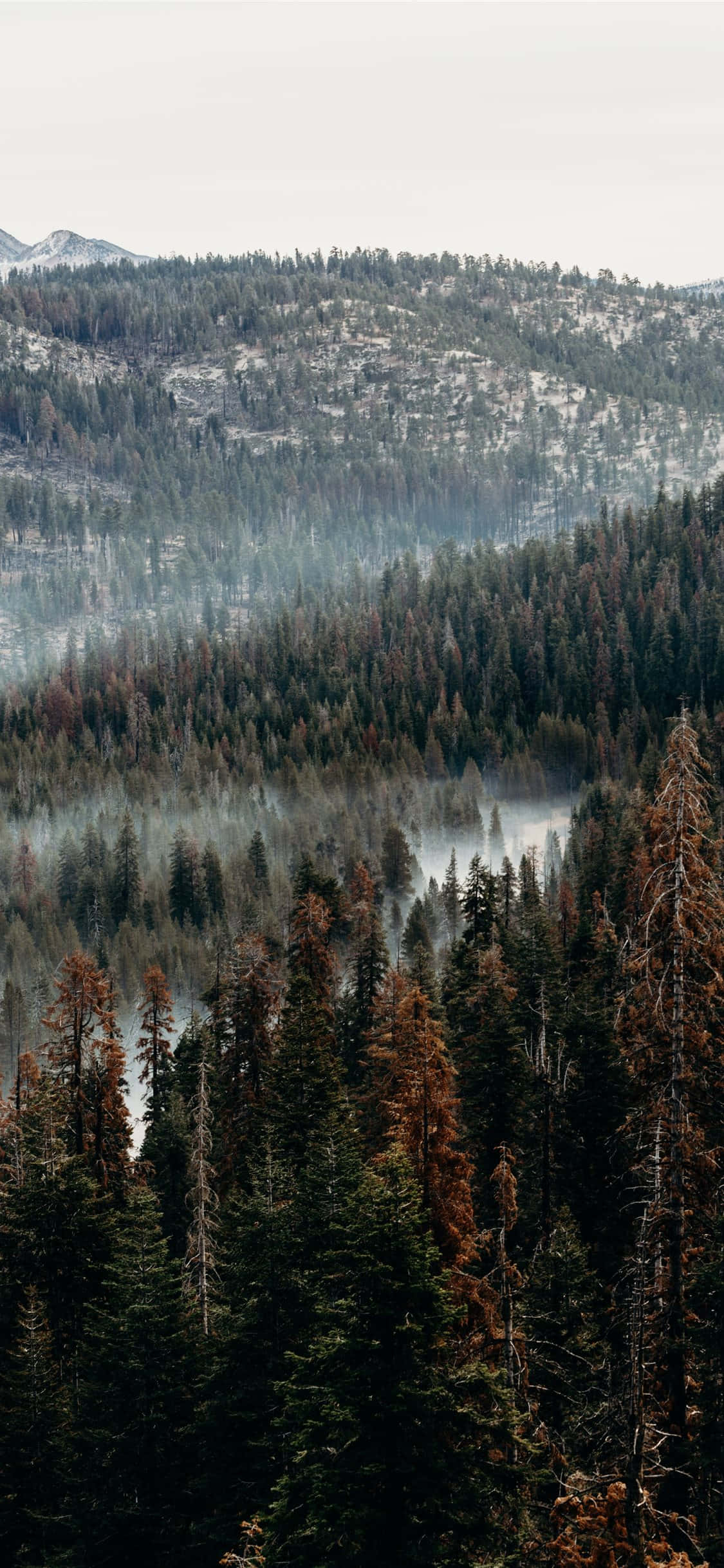 Trees iPhone 桌布 壁紙 — 多雲天空下，霧氣瀰漫的山地森林，覆蓋著白雪的山峰和茂密的常綠樹。