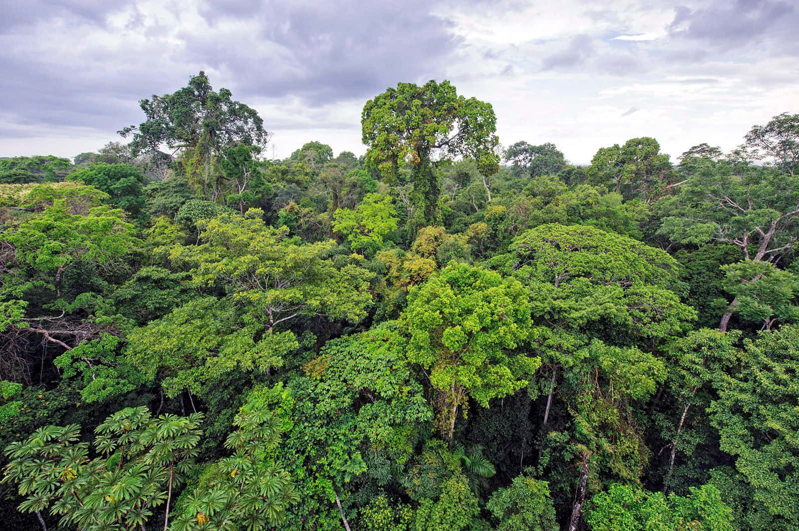 Rainforest 桌布 壁紙 — 多雲天空下茂密熱帶雨林樹冠的鳥瞰圖，樹木翠綠。