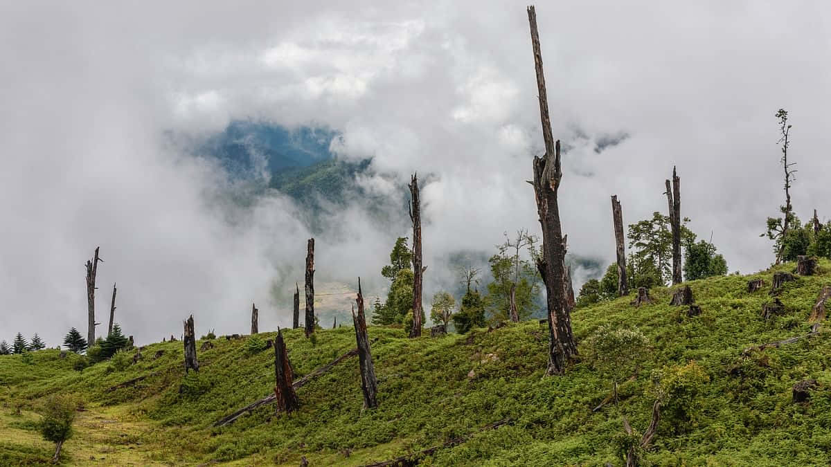 Forest Conservation 桌布 壁紙 — 多雲的天空下，霧氣瀰漫的山坡上散落著風化的樹樁和頑強的綠色植物。