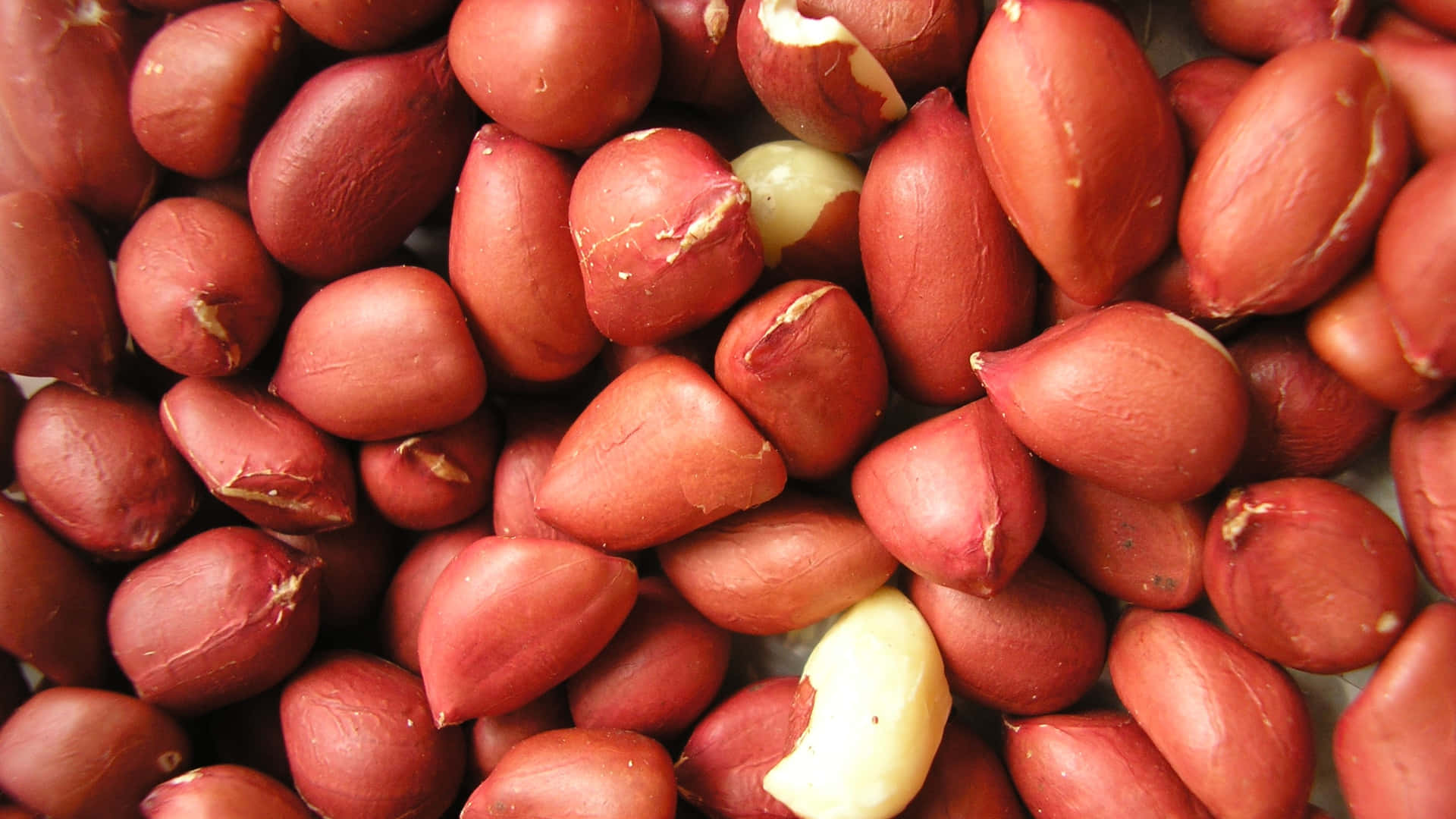 Redskin Peanuts. 壁紙 — 多顆紅皮花生的特寫，其中幾顆裂開露出淡黃色的內部。
