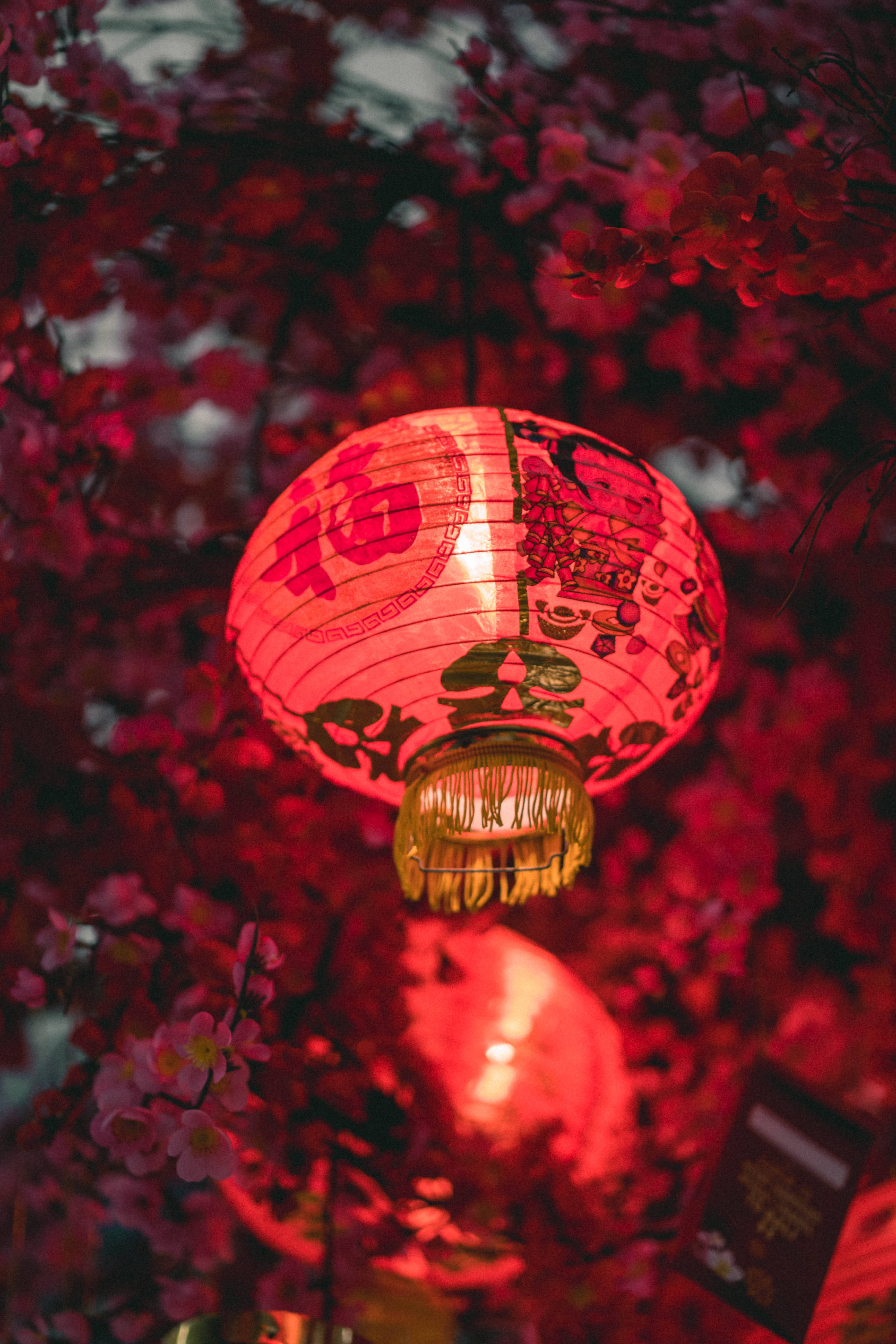 中文 桌布 壁紙 — 夜晚，一個發光的紅色紙燈籠帶有中文字，懸掛在鮮豔的粉紅色櫻花中。
