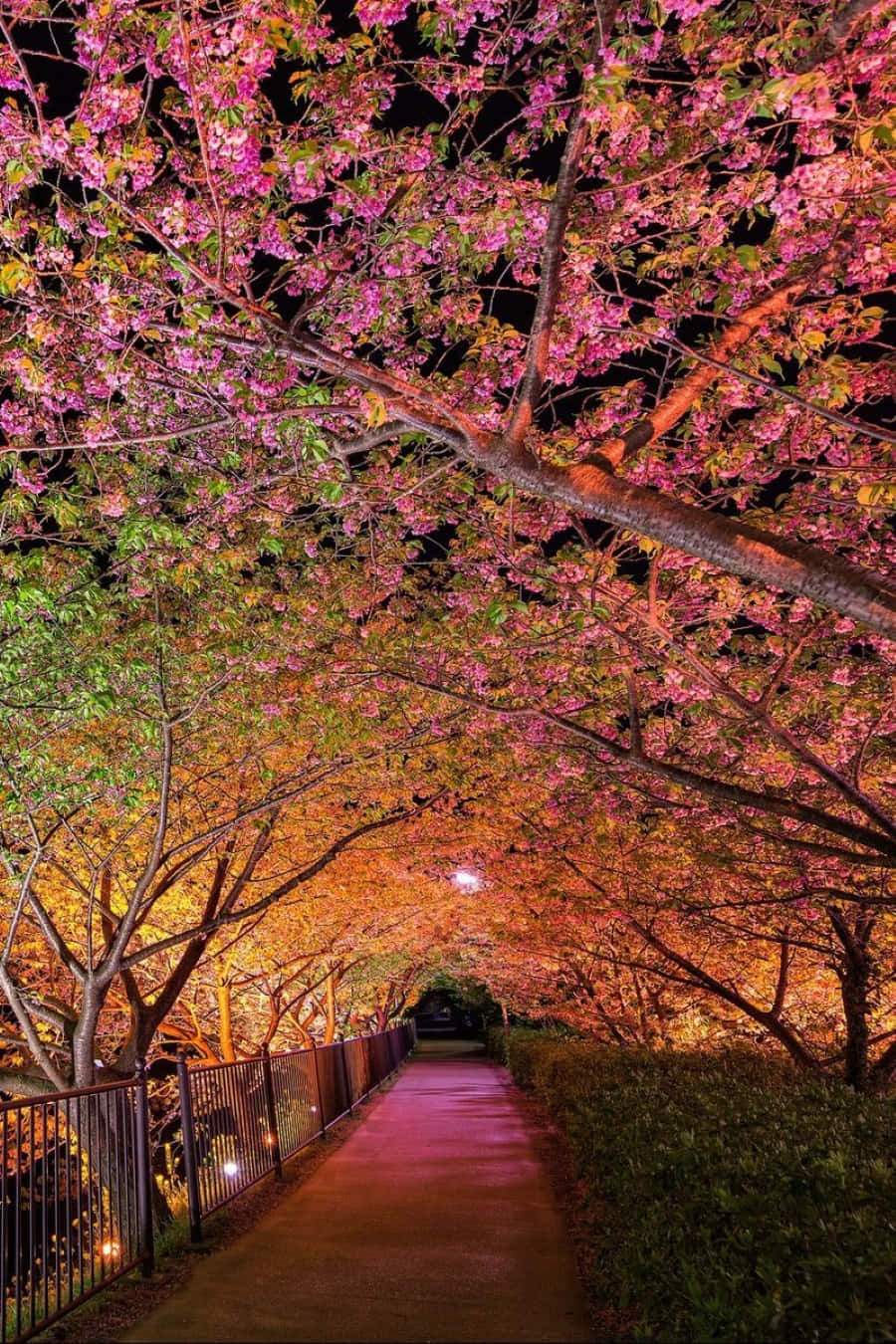 Spring Lights 桌布 壁紙 — 夜晚，一條發光的櫻花隧道在頭頂拱起，將粉紅色和橙色的光投射在安靜的小路上。