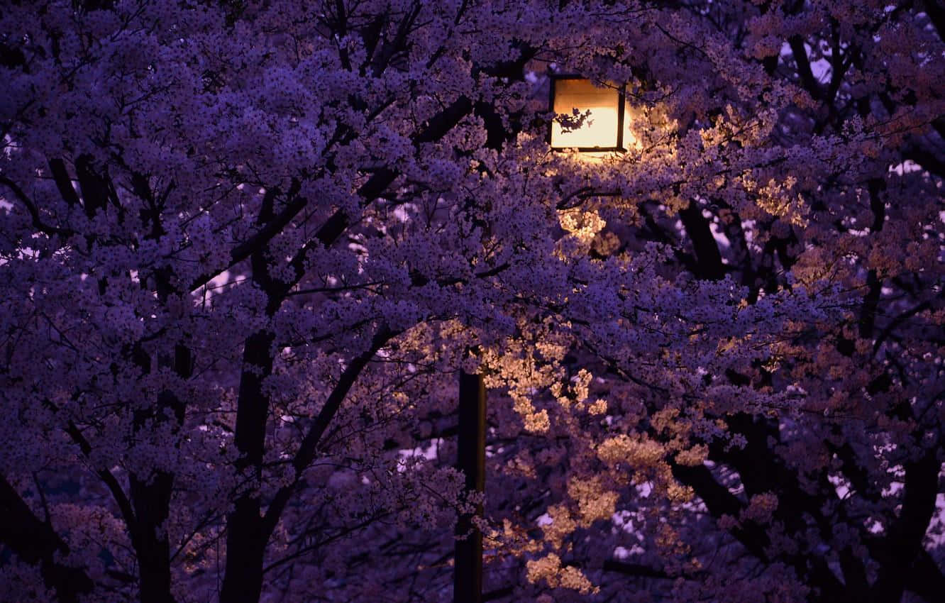 Night Cherry Blossom 桌布 壁紙 — 夜晚，一盞發光的燈籠 nestled 在濃密的紫色櫻花中，透過 delicate 花瓣散發出溫暖的光芒。