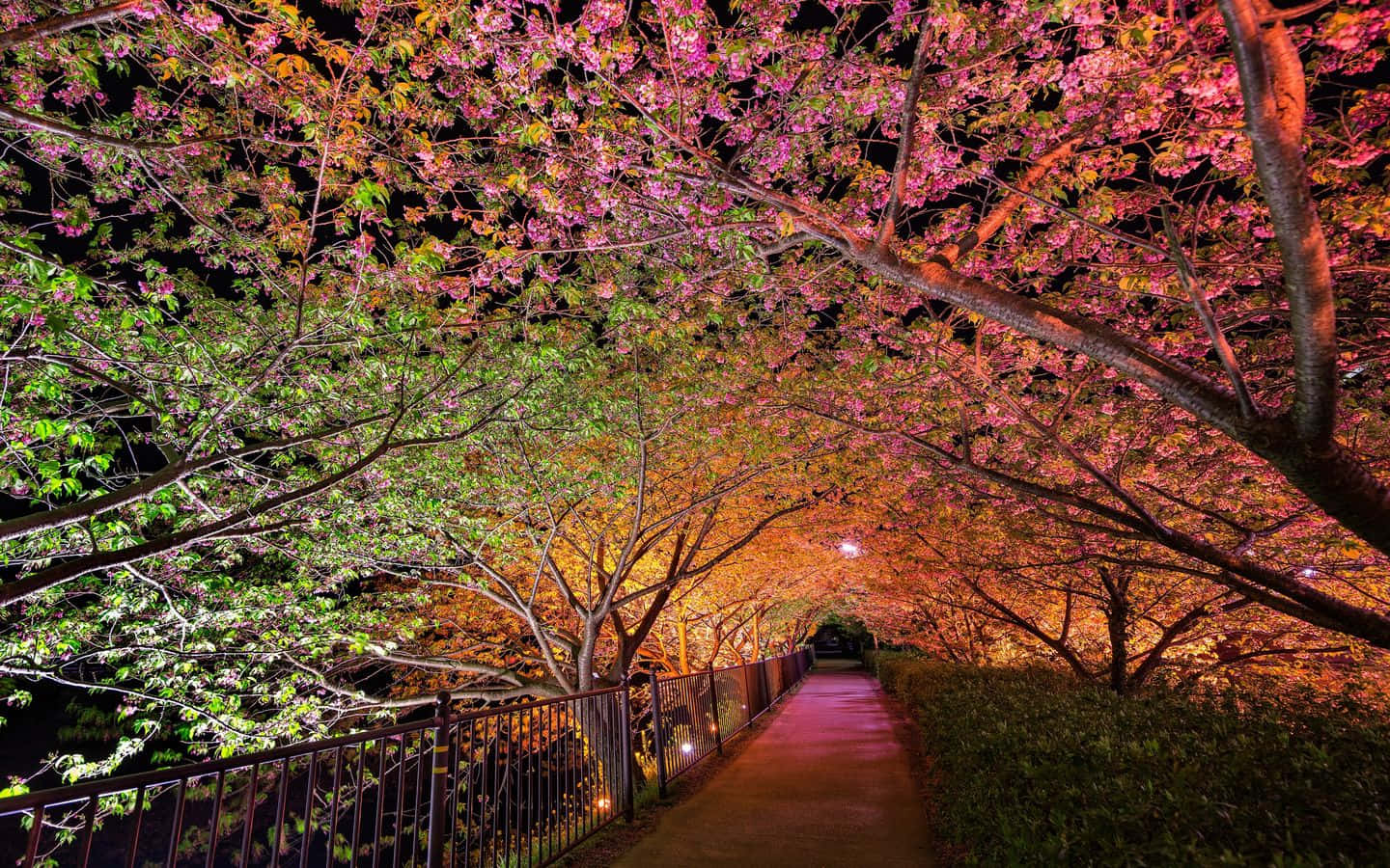Spring Lights 桌布 壁紙 — 夜晚一條發光的小路被櫻花樹環繞，粉紅色和橙色的燈光照亮樹冠。