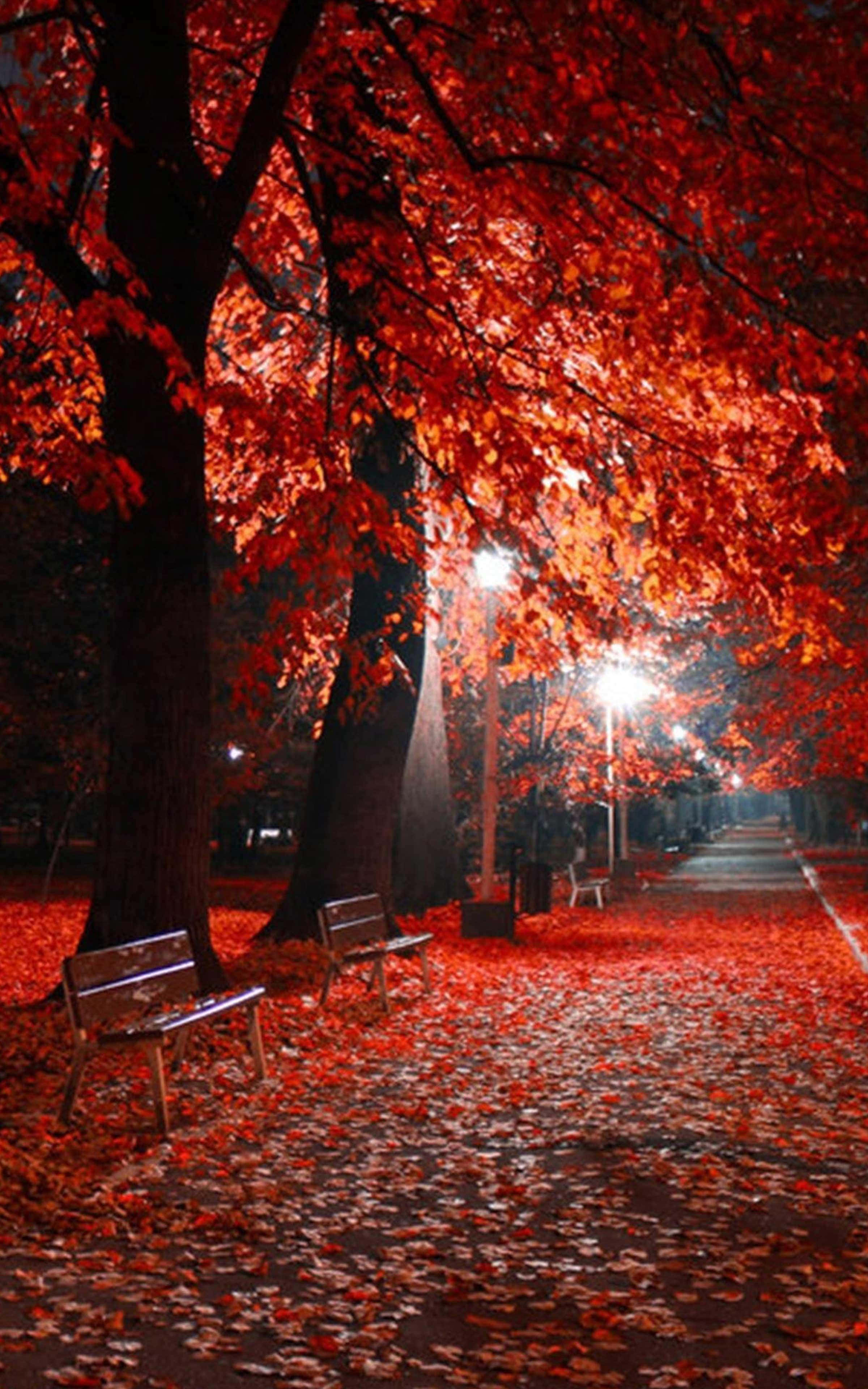 Best Autumn 桌布 壁紙 — 夜晚公園小徑在街燈下閃耀，鋪滿火紅的秋葉，高聳樹木下有長椅。