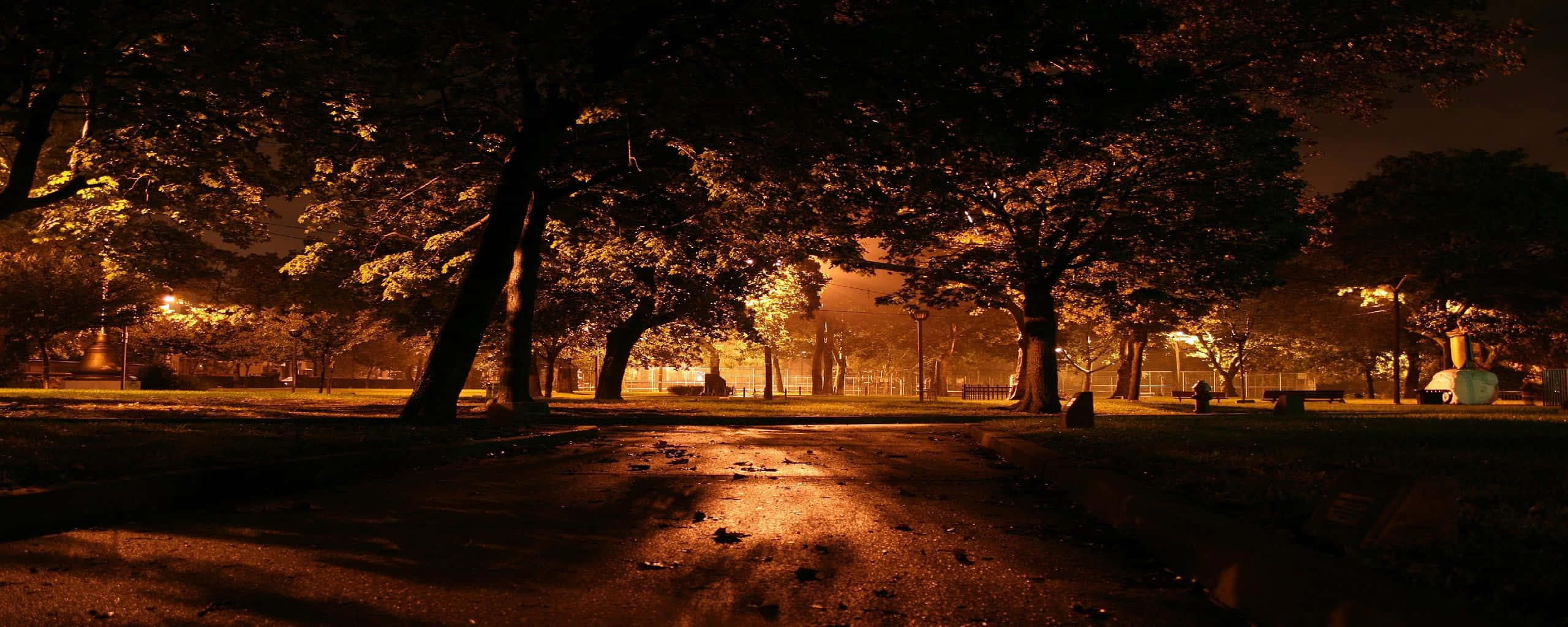 Fall Sunrise 桌布 壁紙 — 夜晚寧靜的公園，溫暖的路燈照亮，穿過茂密的樹木投下長長的影子。
