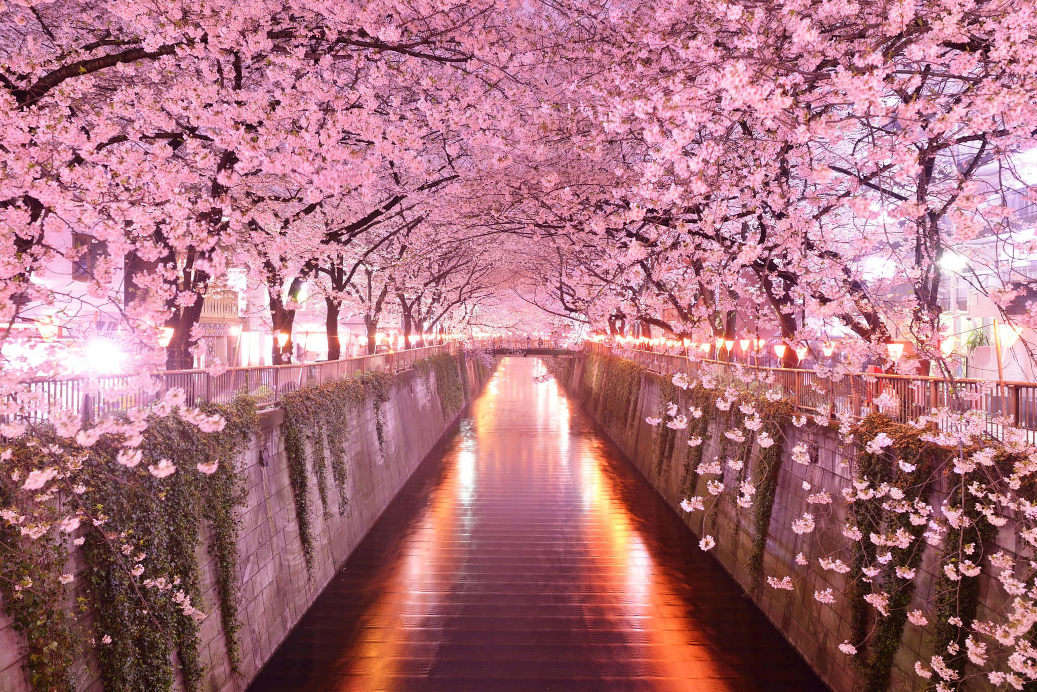Sakura 桌布 壁紙 — 夜晚寧靜的運河，被發光的粉紅色櫻花樹冠框住，倒映在水中。