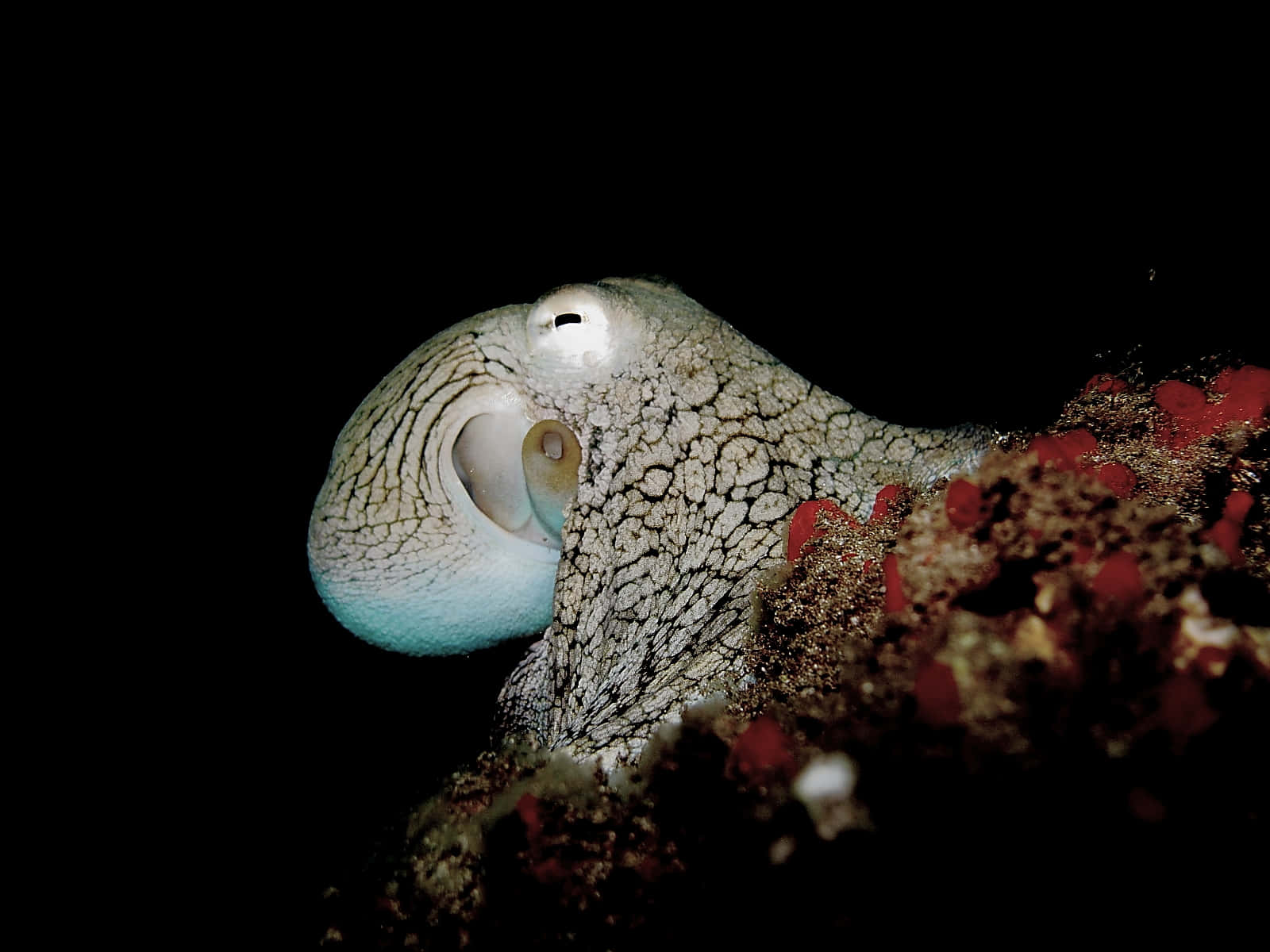 Sea Creature 桌布 壁紙 — 夜晚從黑暗珊瑚礁中窺視的章魚特寫，皮膚有紋理，眼睛發光。