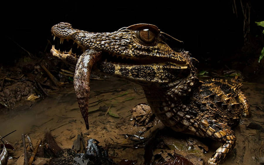 Alligator 桌布 壁紙 — 夜晚泥濘沼澤中，一隻凱門鱷張開嘴巴，露出鋒利牙齒和咬在顎間的魚的特寫。