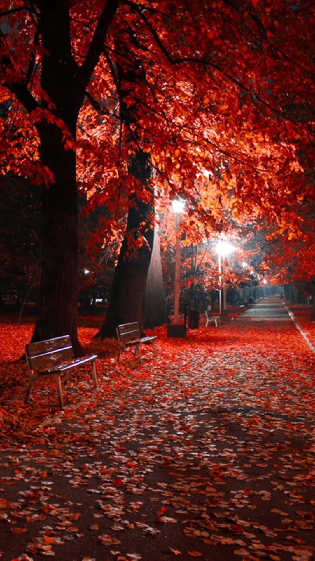 Beautiful Fall iPhone 桌布 壁紙 — 夜晚的公園小徑在街燈下閃耀，鋪滿火紅的秋葉，高聳的樹木下有長椅。