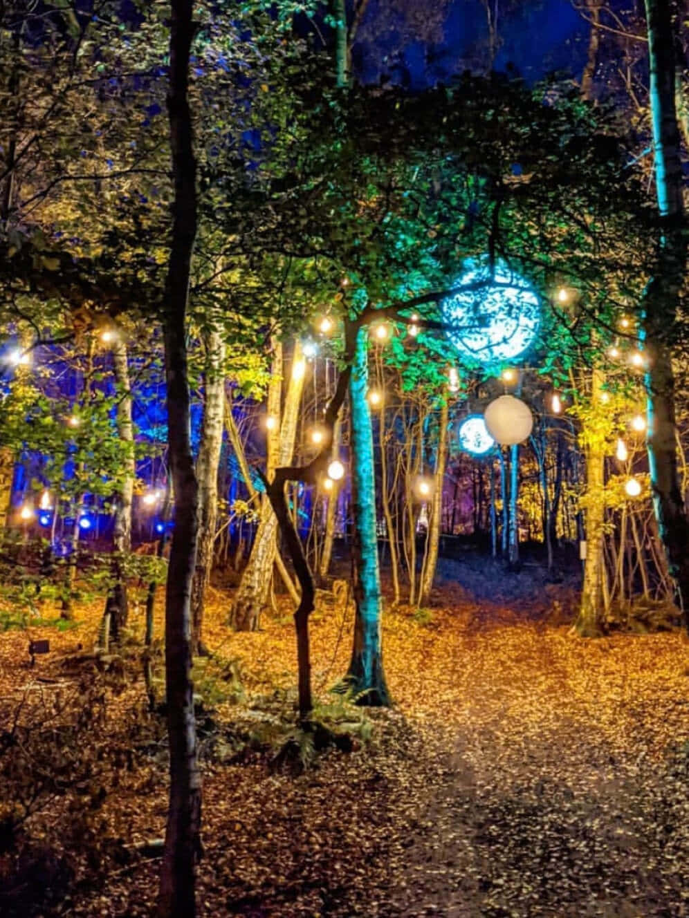 magical 桌布 壁紙 — 夜晚的森林小徑被串燈和發光球體照亮，在秋葉上投射出色彩繽紛的倒影。