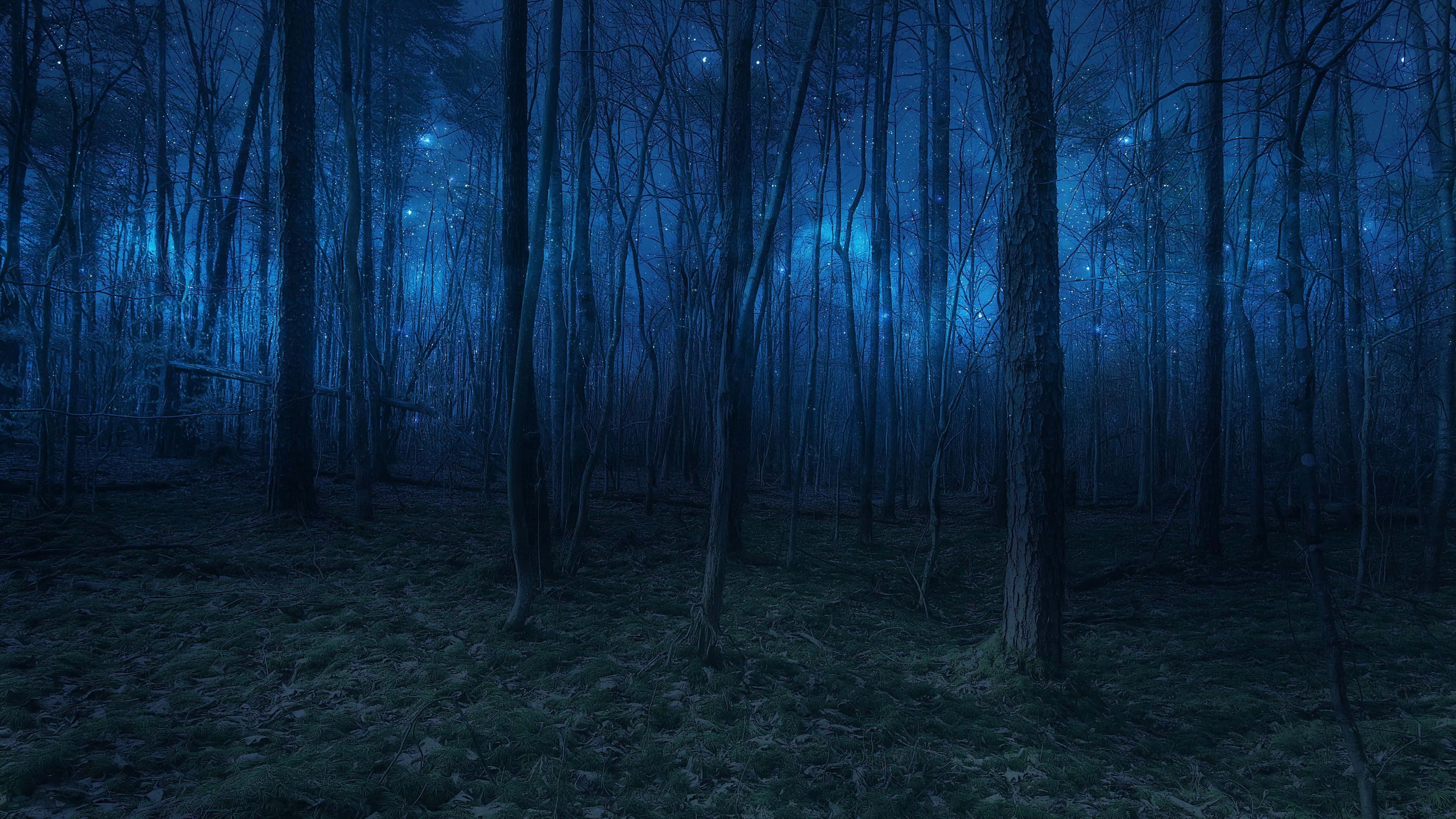 Night Forest 桌布 壁紙 — 夜晚的神秘森林沐浴在深藍色月光中，發光粒子在光禿樹木間飄蕩。
