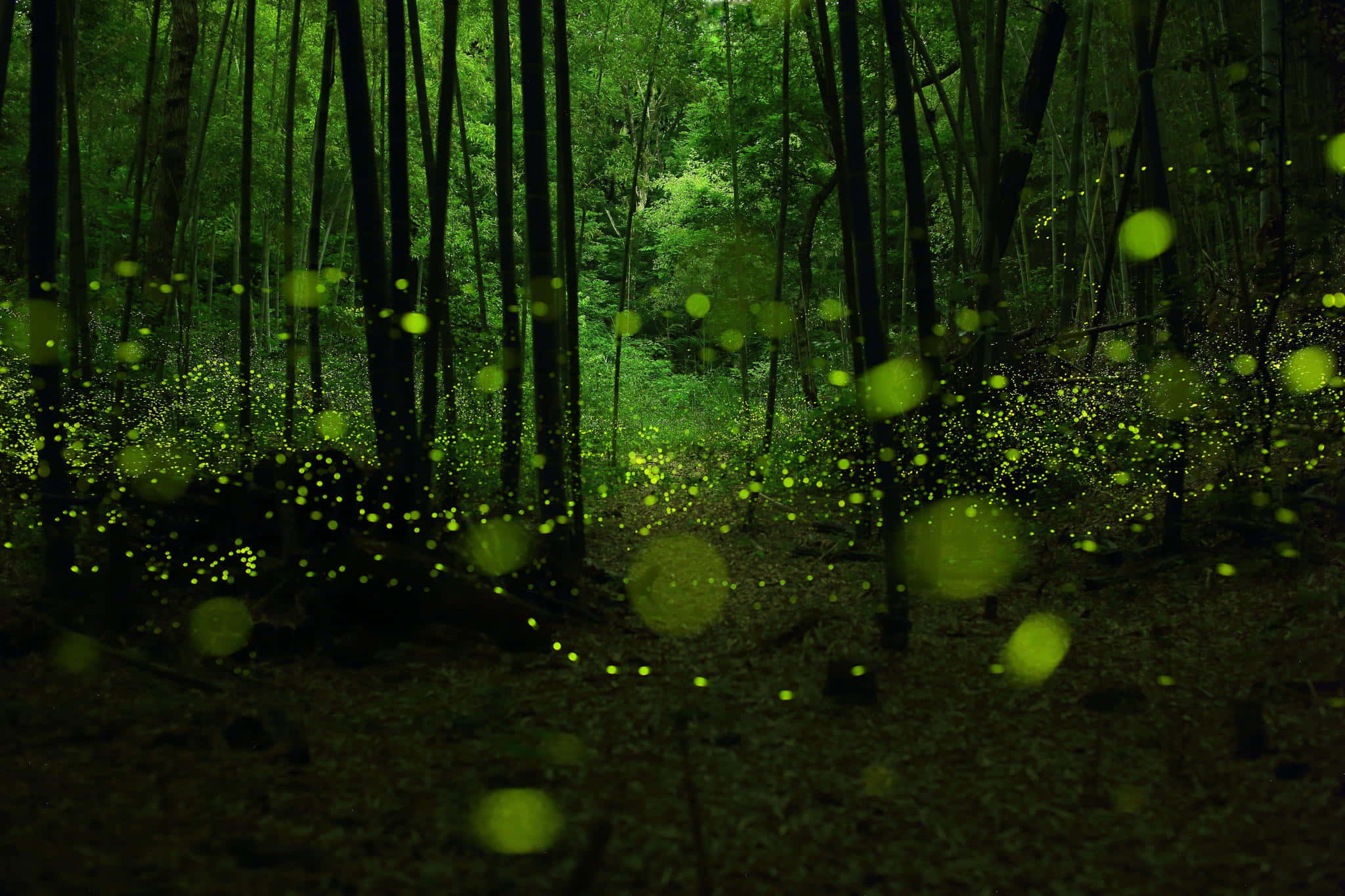 Firefly HD 桌布 壁紙 — 夜晚的神秘森林被無數發光的螢火蟲照亮，營造出夢幻般的綠色氛圍。