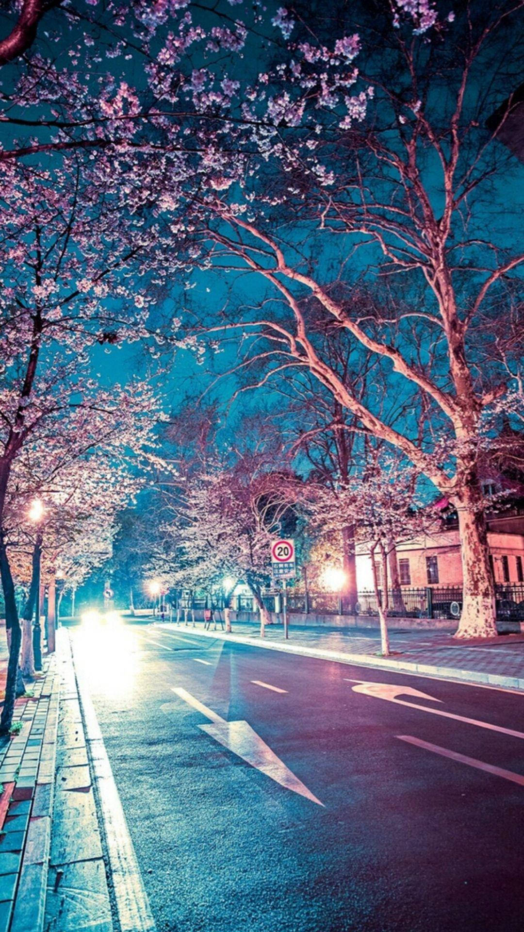 日本 桌布 壁紙 — 夜晚的街道兩旁種滿櫻花樹，在路燈下閃閃發光，車頭燈照亮濕漉漉的路面。