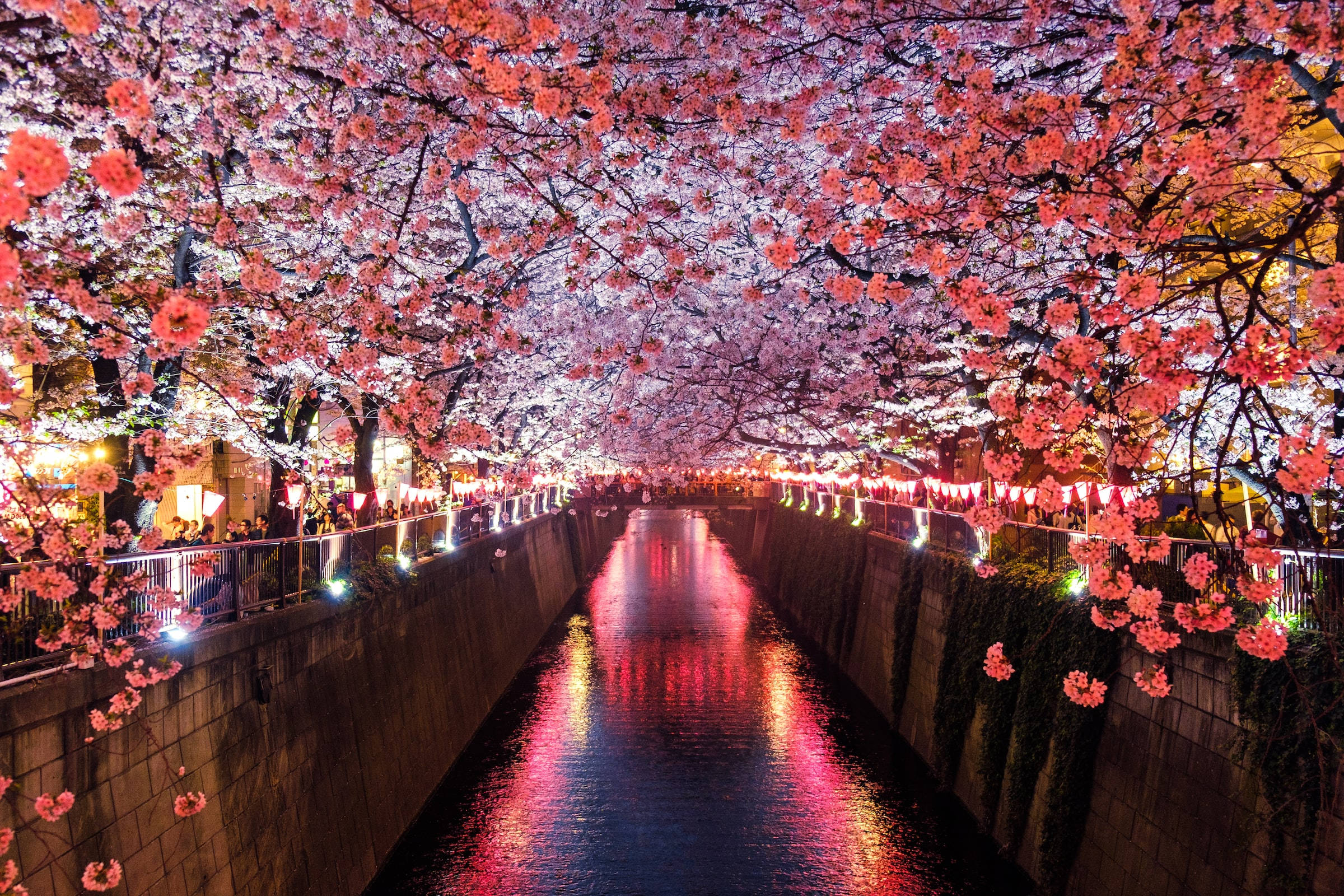 東京 桌布 壁紙 — 夜晚的運河，被發光的櫻花框住，櫻花倒映在水中，小徑上排列著燈籠。