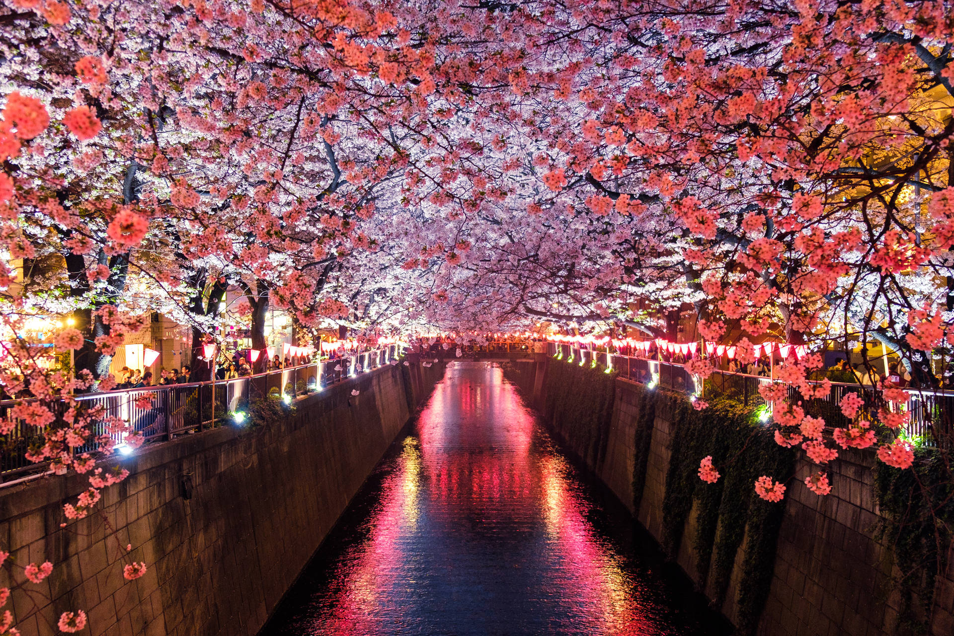 櫻花在夜晚拱起在燈火通明的運河上，水中倒影清晰可見。 — 日本國旗 壁紙