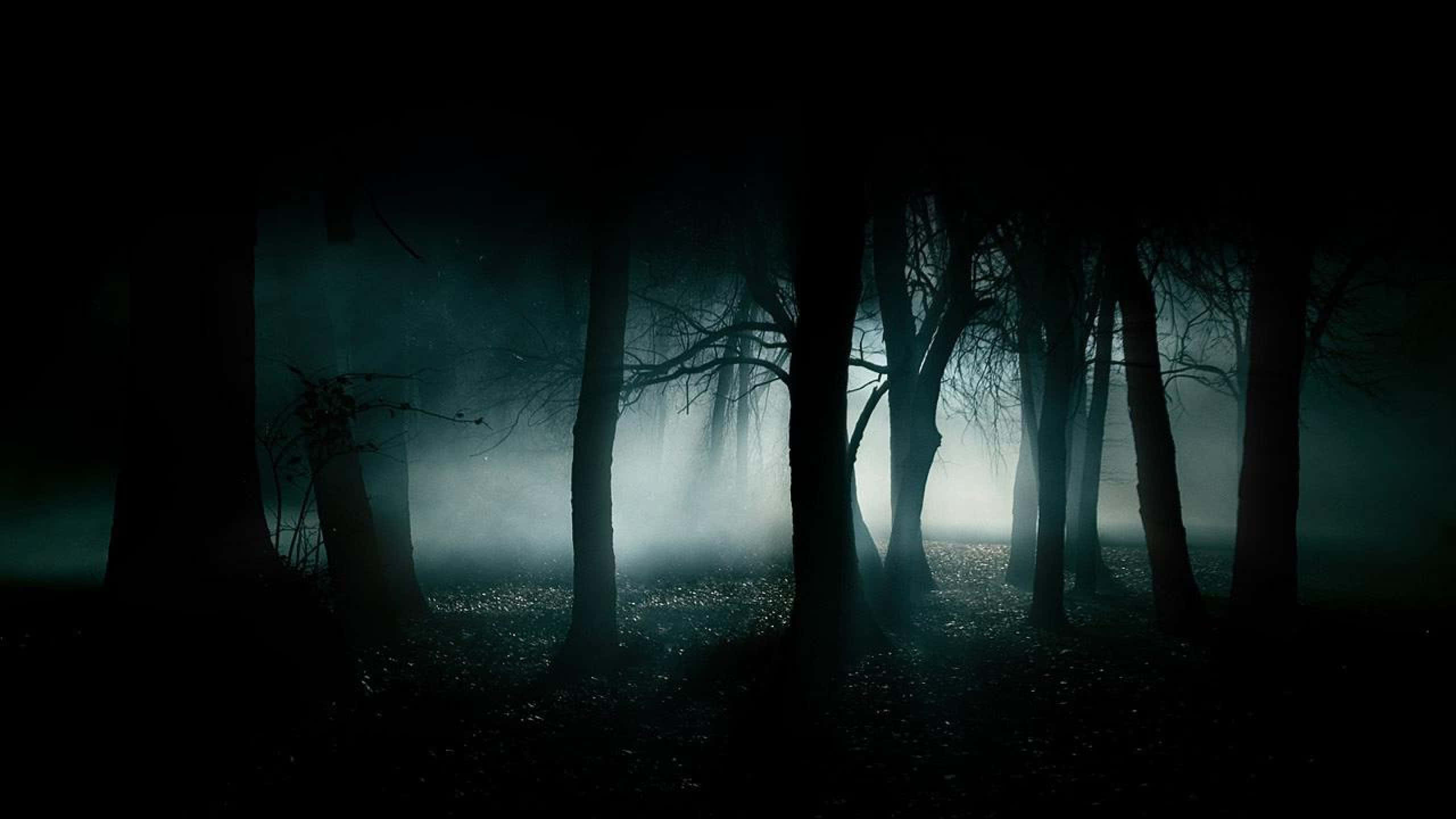 Fog 桌布 壁紙 — 夜晚的霧氣森林，樹木剪影，詭異的藍綠色光芒穿過霧氣。