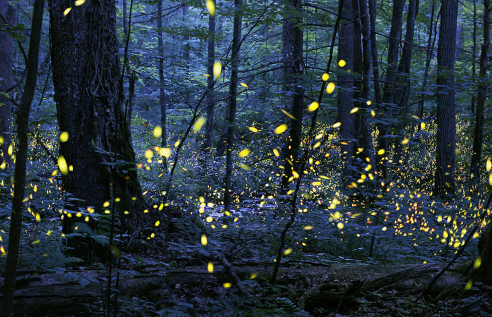 firefly 桌布 壁紙 — 夜晚的黑暗森林中，發光的黃色螢火蟲在高大的樹木和蕨類植物間翩翩起舞，充滿生機。