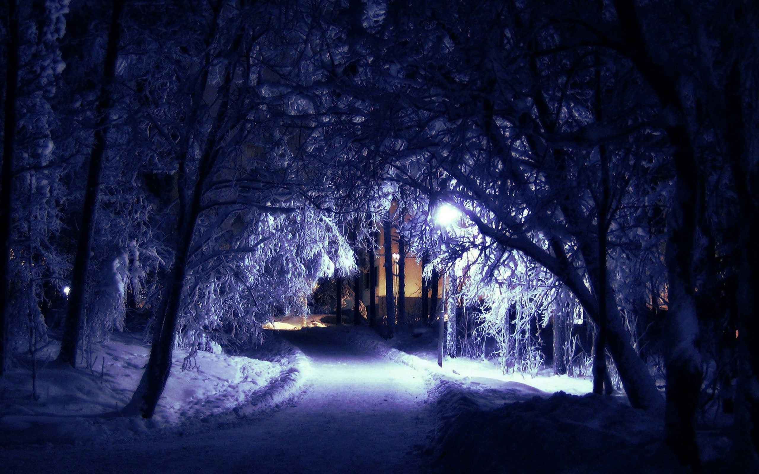 雪景 桌布 壁紙 — 夜晚被明亮藍光照亮的雪地森林小徑，在積雪覆蓋的樹木上投射出霜凍般的光芒。