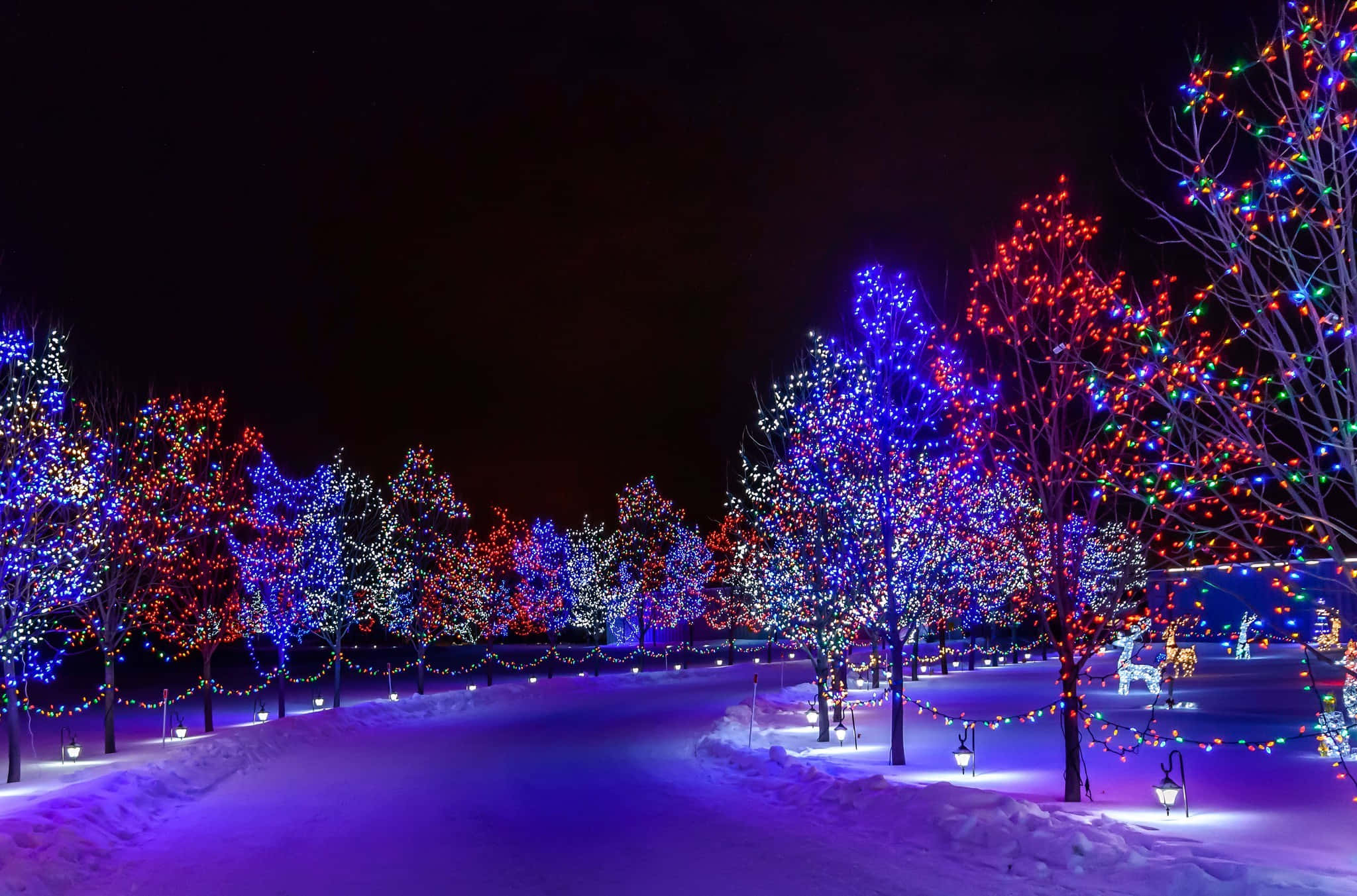 聖誕節 桌布 壁紙 — 夜晚被積雪覆蓋的公園小徑，光禿禿的樹上掛滿了鮮豔的紅、藍、白色彩燈。