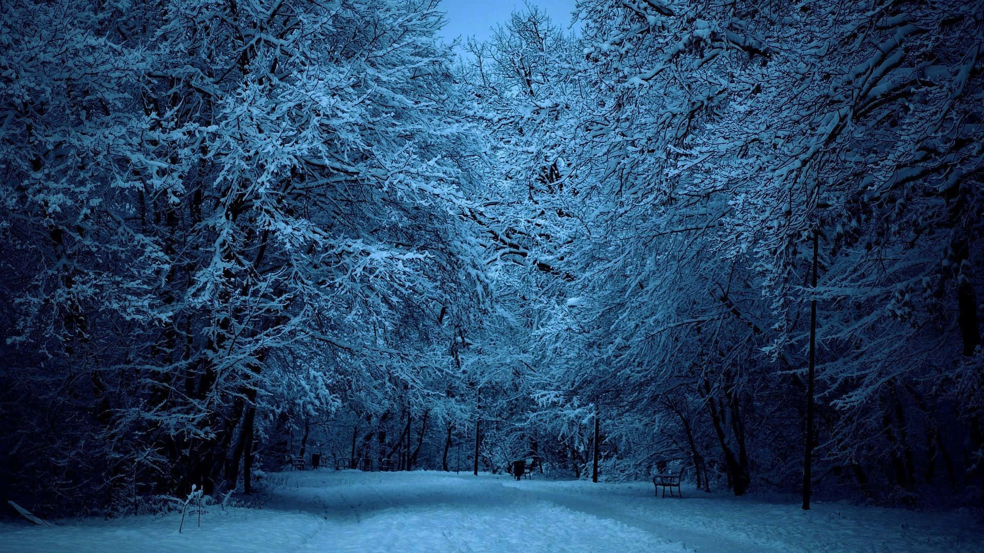 Winter Forest 桌布 壁紙 — 夜晚被雪覆蓋的森林小徑，掛滿霜的樹木在深藍色天空下拱起。