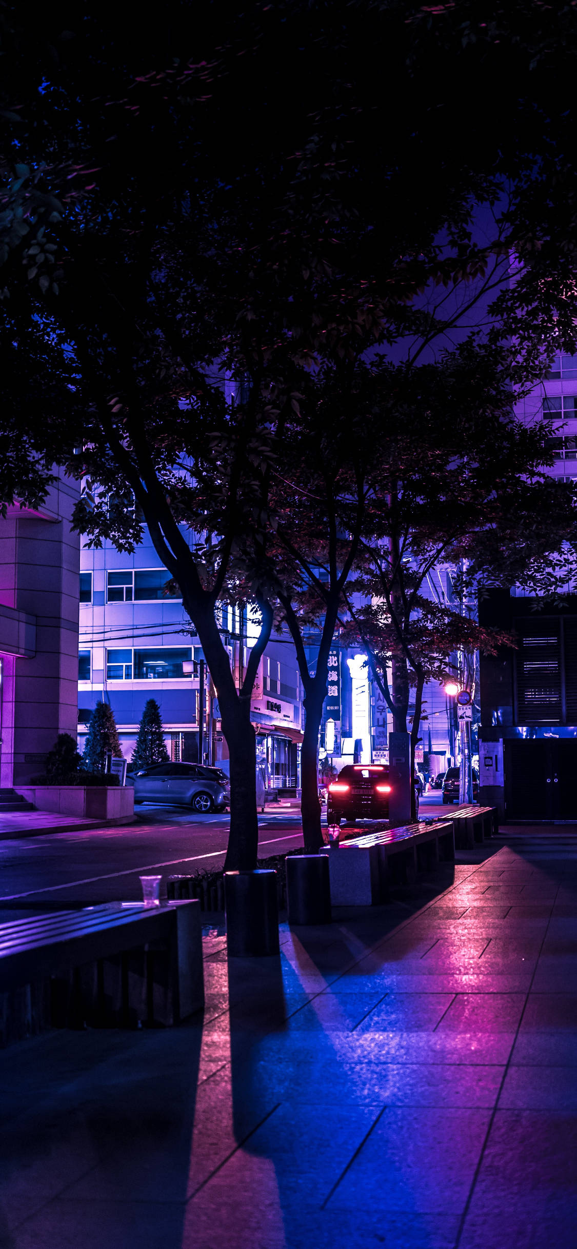 城市風景 桌布 壁紙 — 夜晚被霓虹燈浸染的城市人行道，樹木在潮濕的路面上投下長長的影子，反射出紫色和粉紅色的燈光。