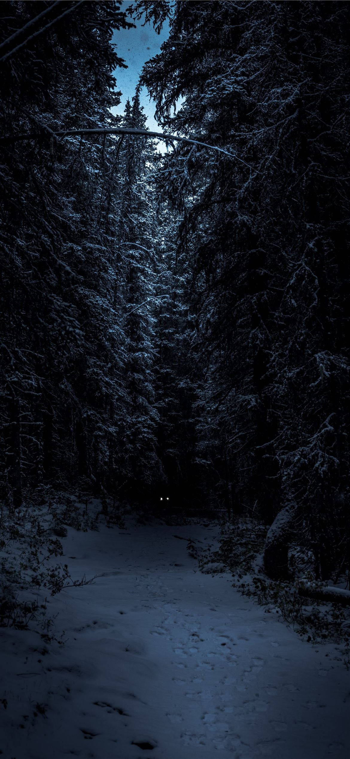 森林 桌布 壁紙 — 夜晚被高聳松樹環繞的雪地森林小徑，黑暗中閃爍著發光的眼睛。