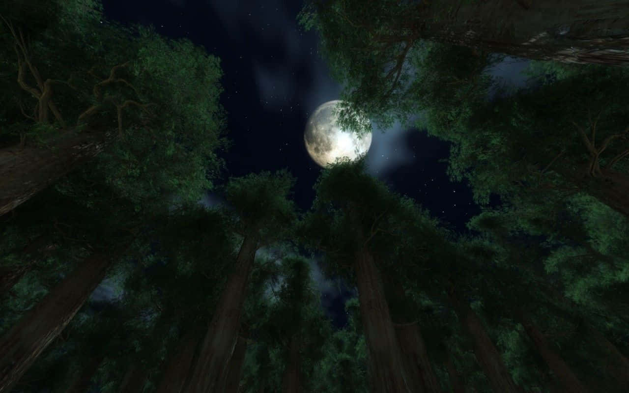 月亮與星星 桌布 壁紙 — 夜晚透過高聳樹木的低角度視角，展現出明亮滿月在星空之上發光。